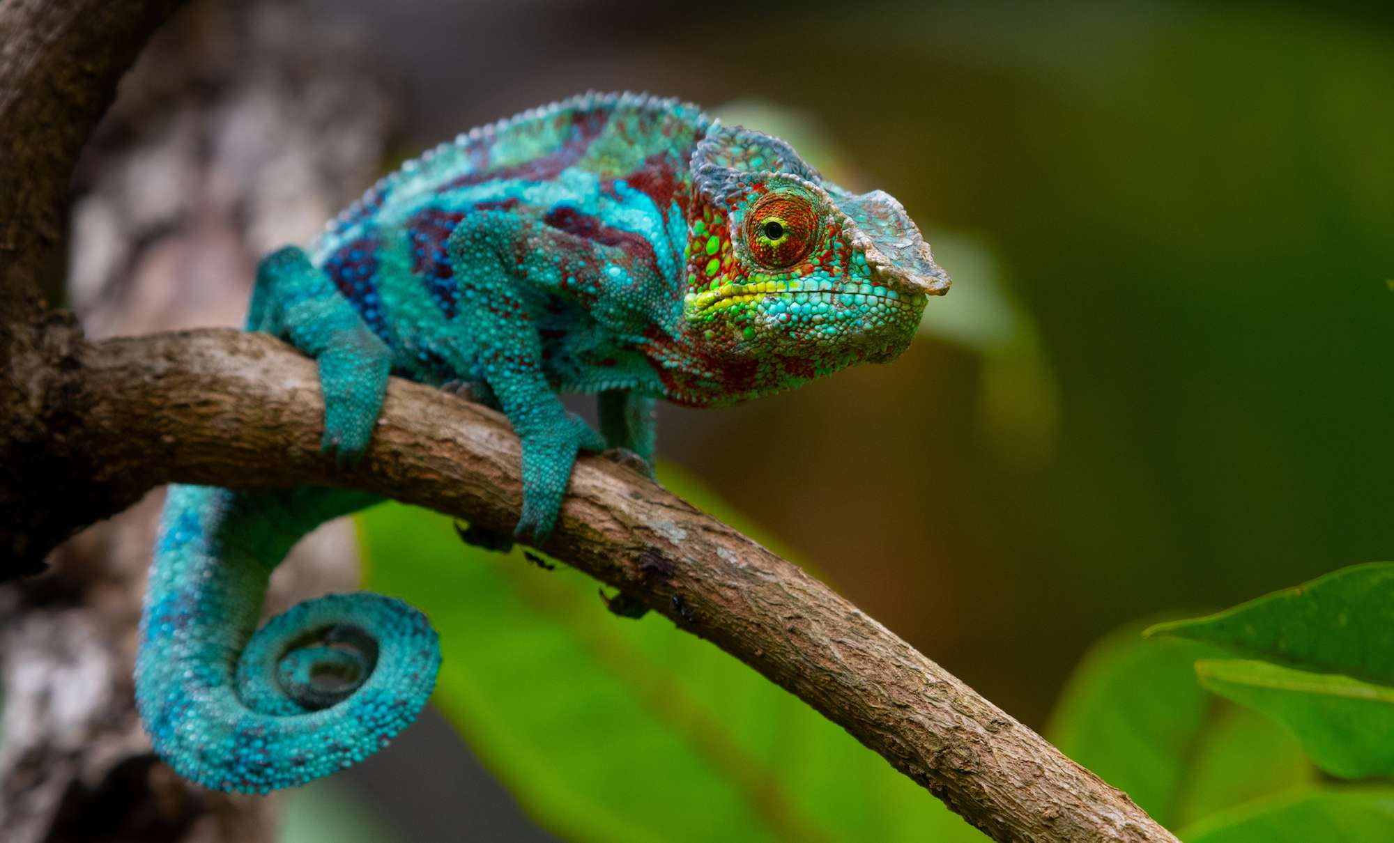 Chameleon changing turquoise
