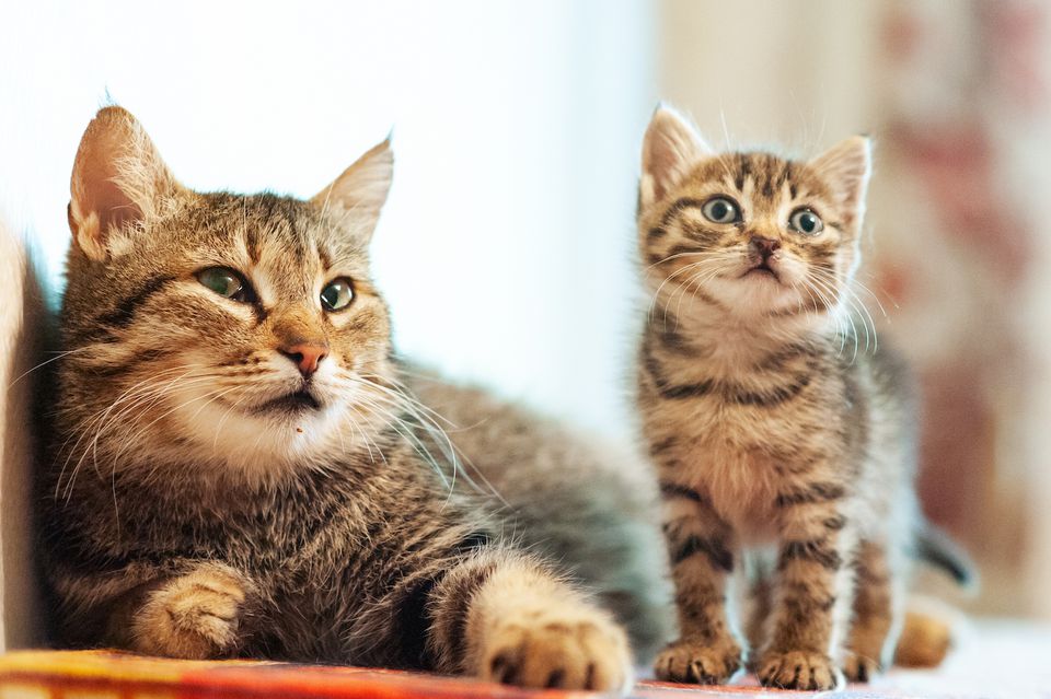 mother tabby cat with kitten
