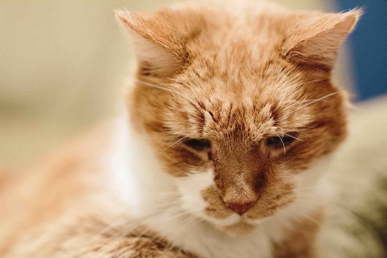 Portrait of a senior cat