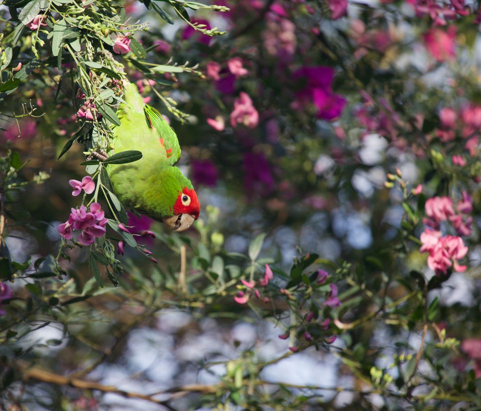 Red-masked conure hanging on a flowering tree.