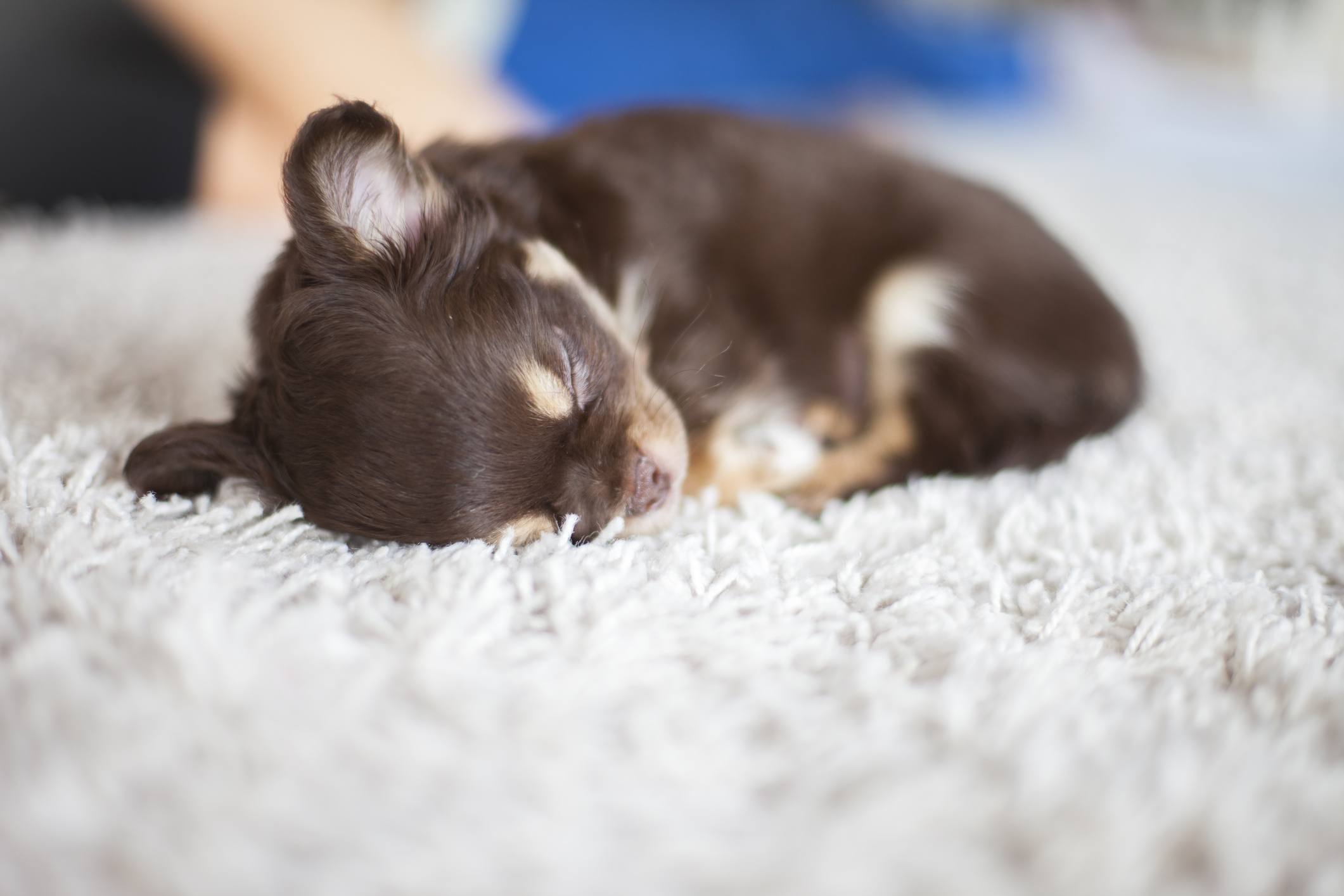 Sleeping chihuahua puppy