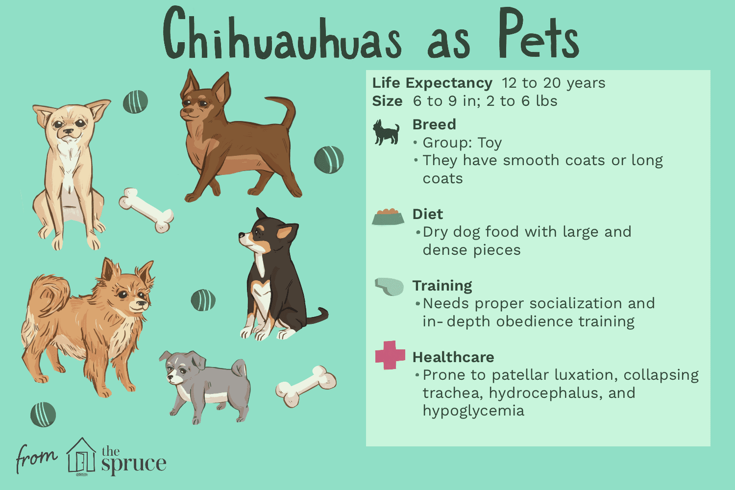 chihuahuas as pets