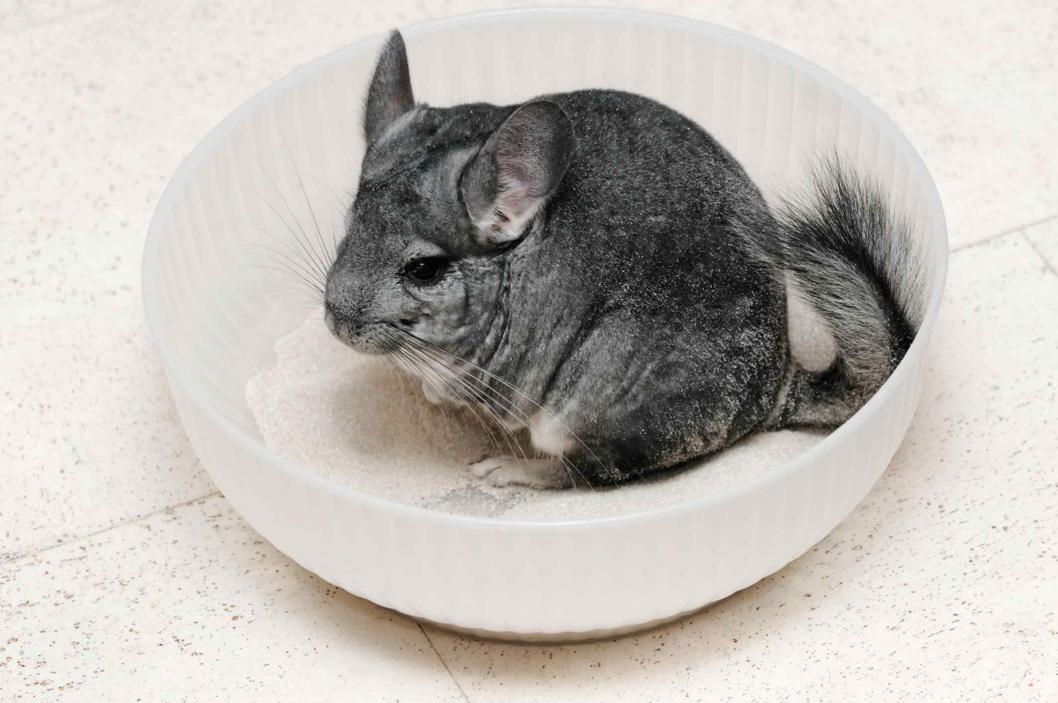 A chinchilla in a bowl of dust