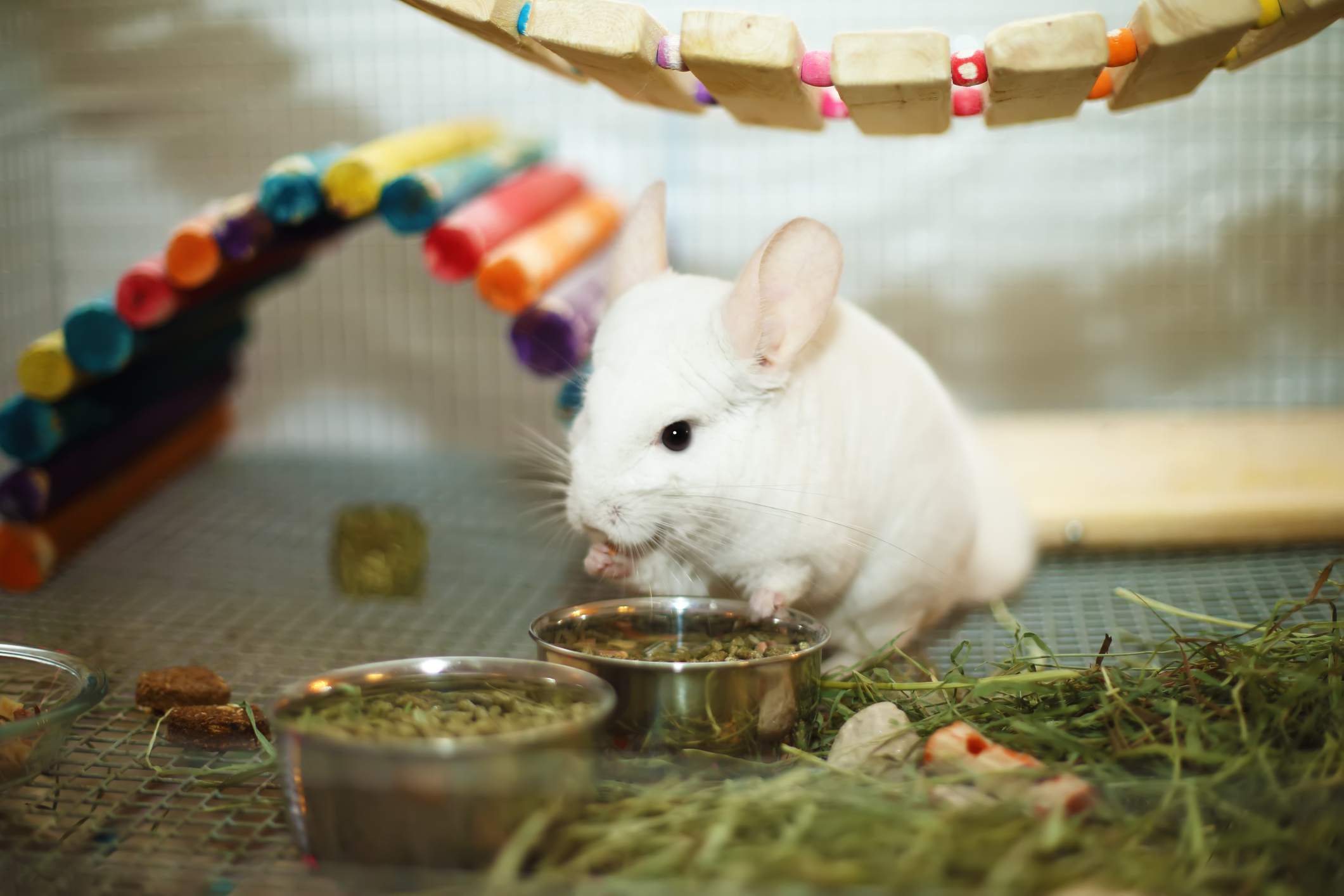 A chinchilla in an expansive and colorful cage