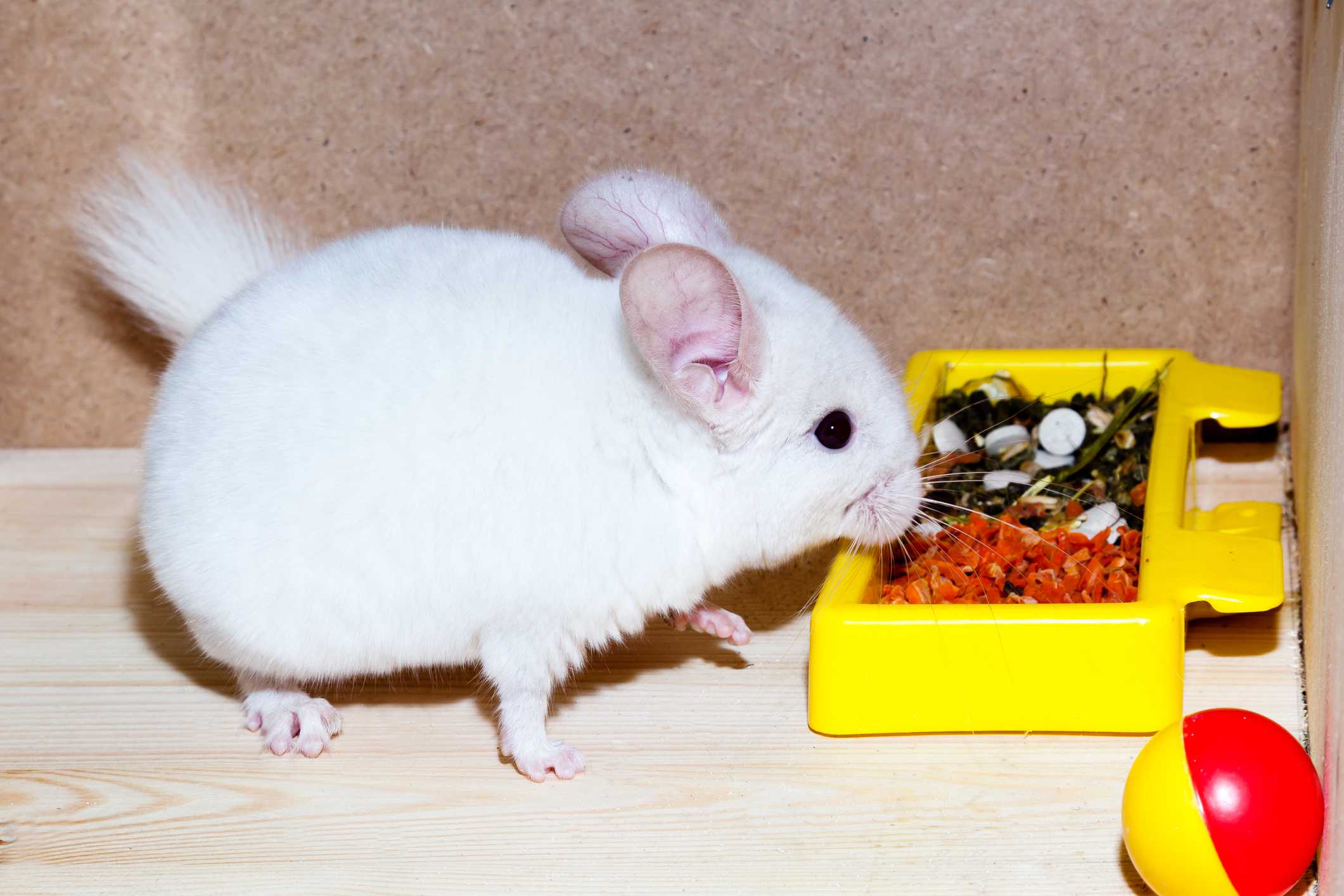 A chinchilla eating a variety of foods
