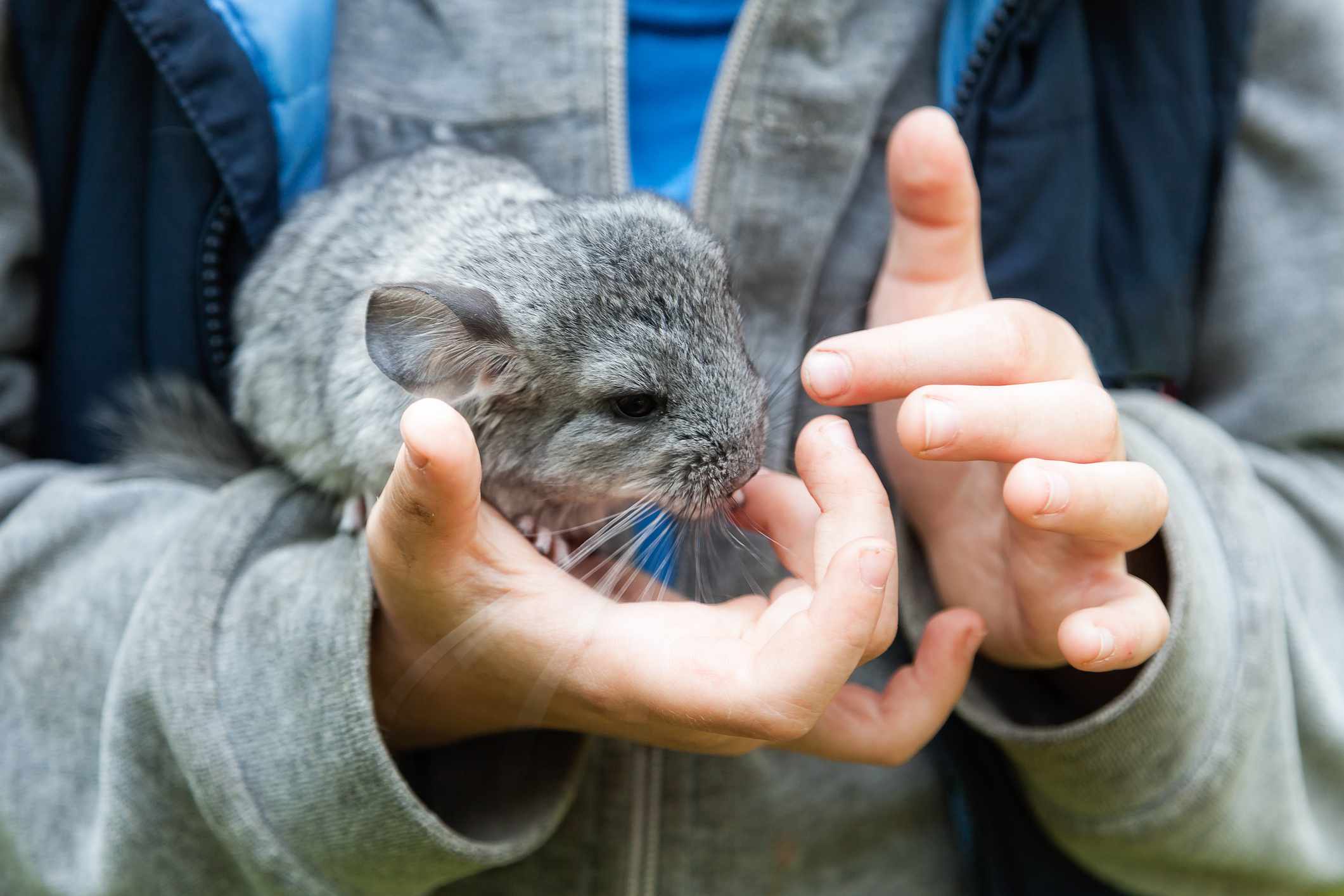 Two hands holding up a chinchilla