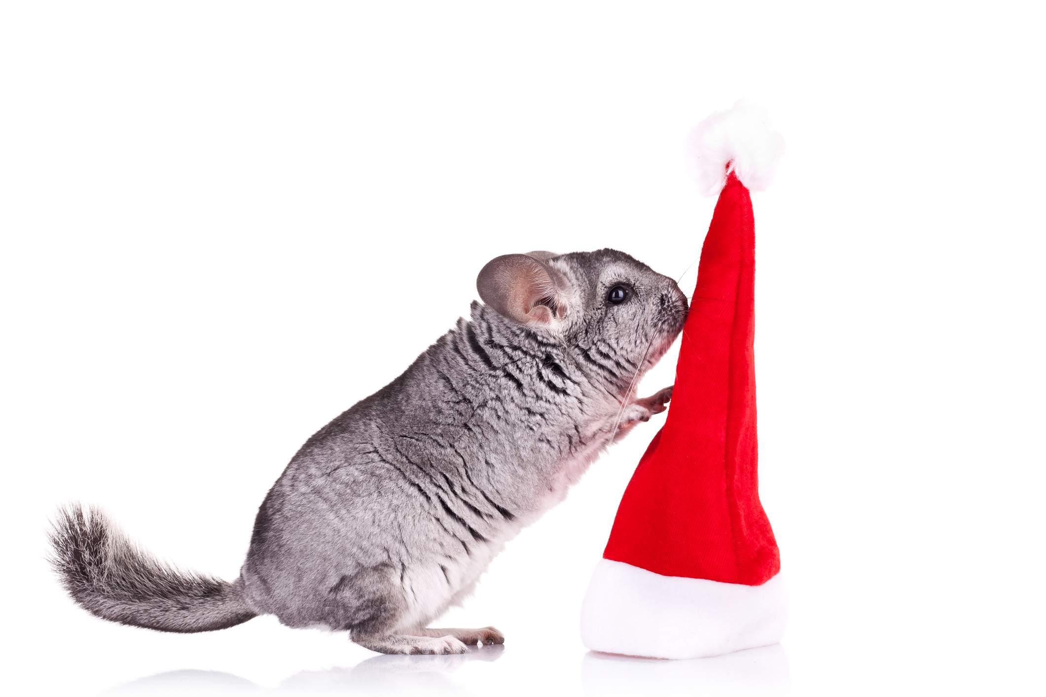 A chinchilla playing with a Santa hat