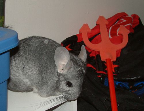 A chinchilla surrounded by miscellaneous oddities