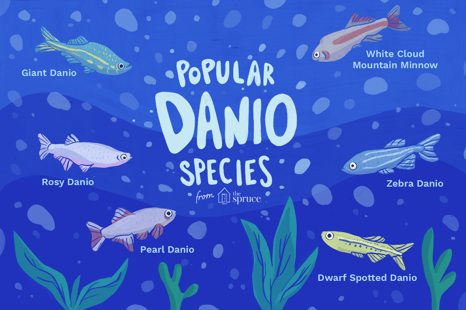 Illustration of popular Danio species