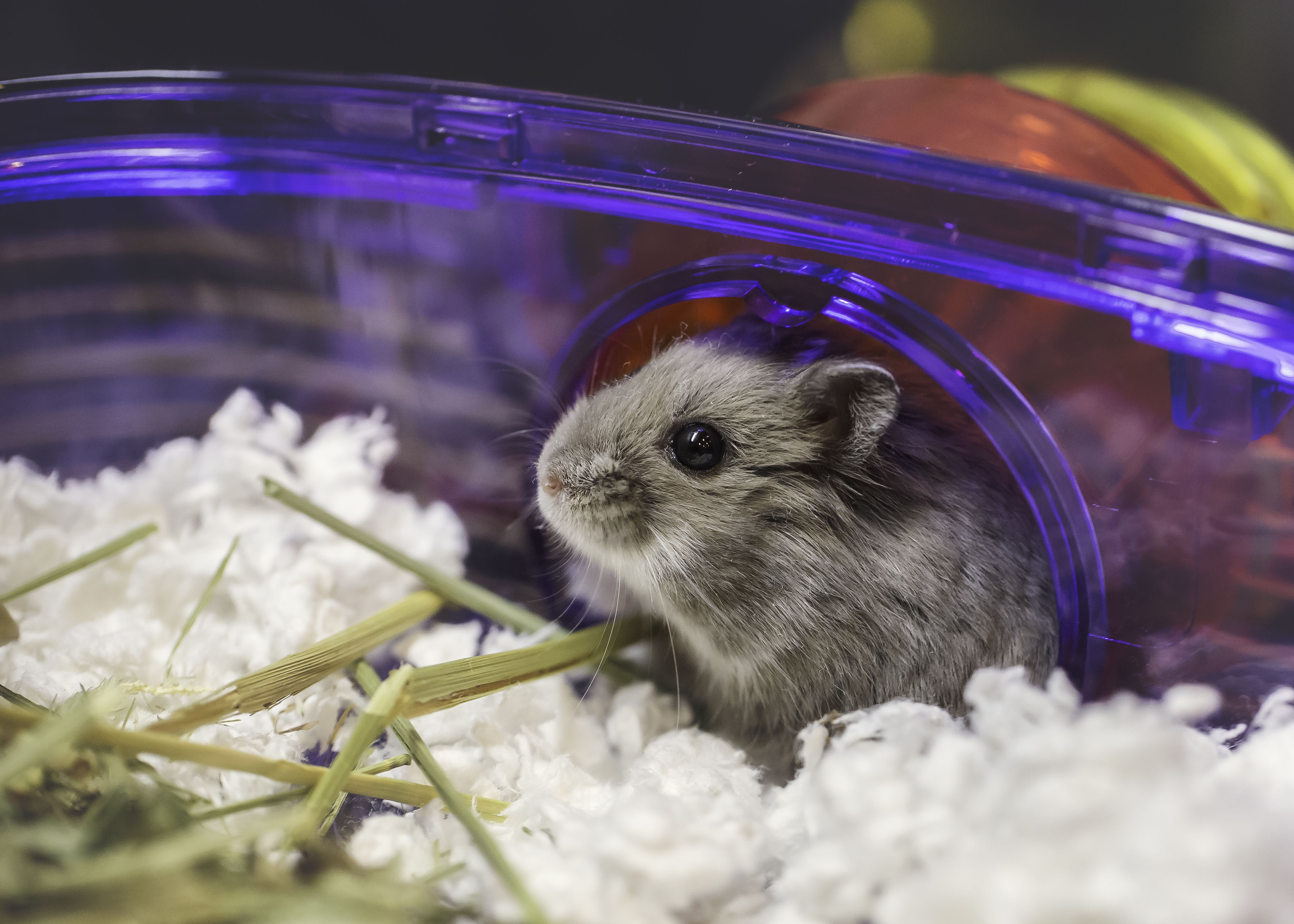 Tiny gray hamster