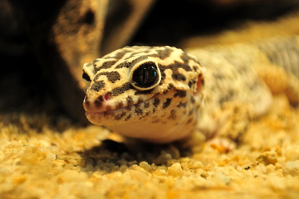 Leopard Gecko on a substrate