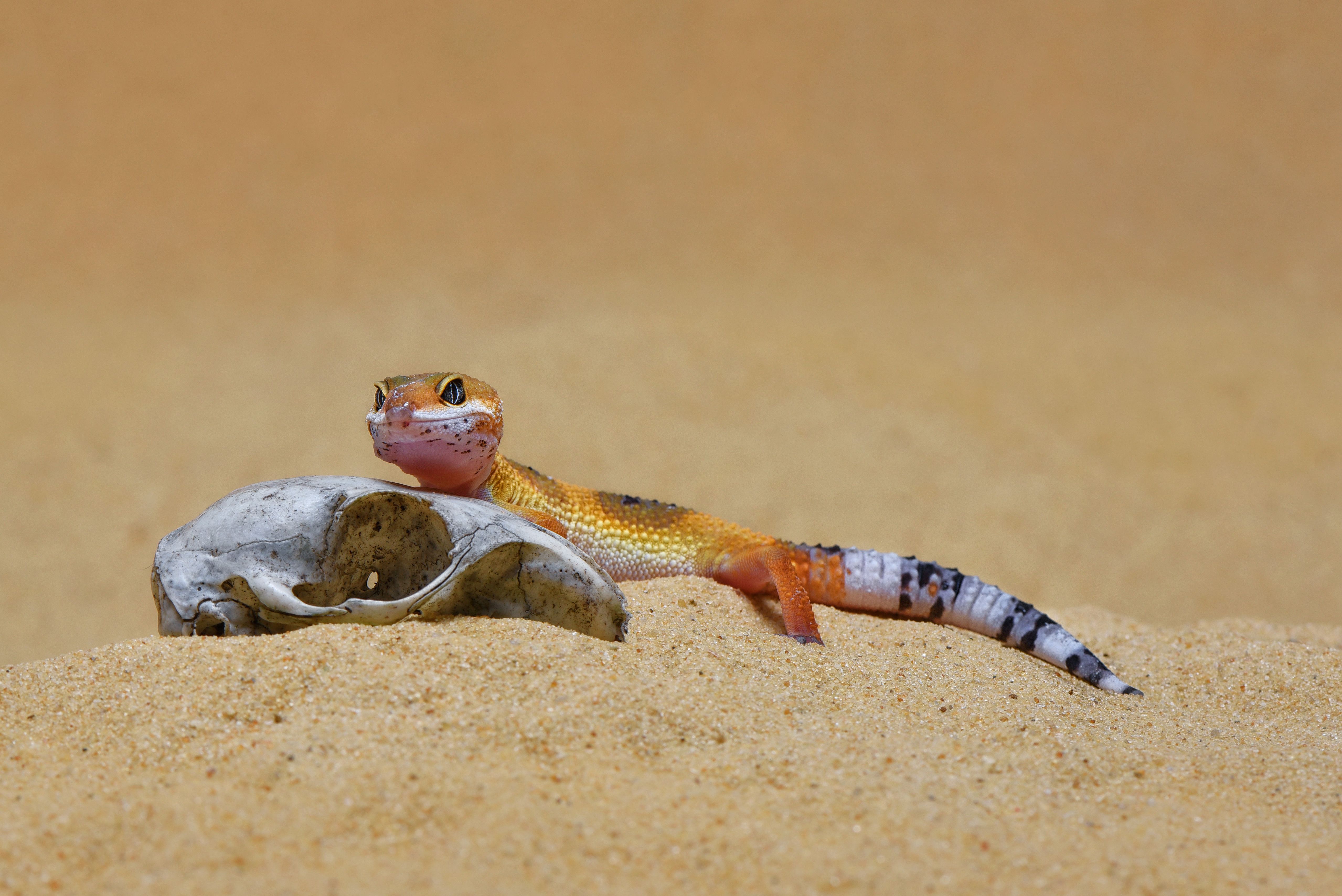 Leopard Gecko in sandy environment