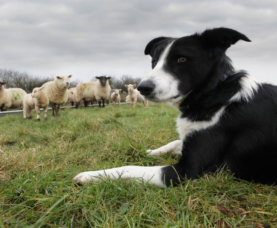 black and white dog in field with sheep