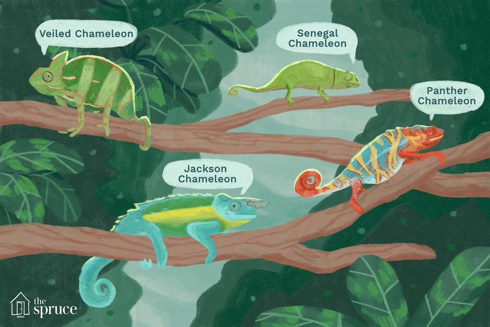types of chameleons illustration