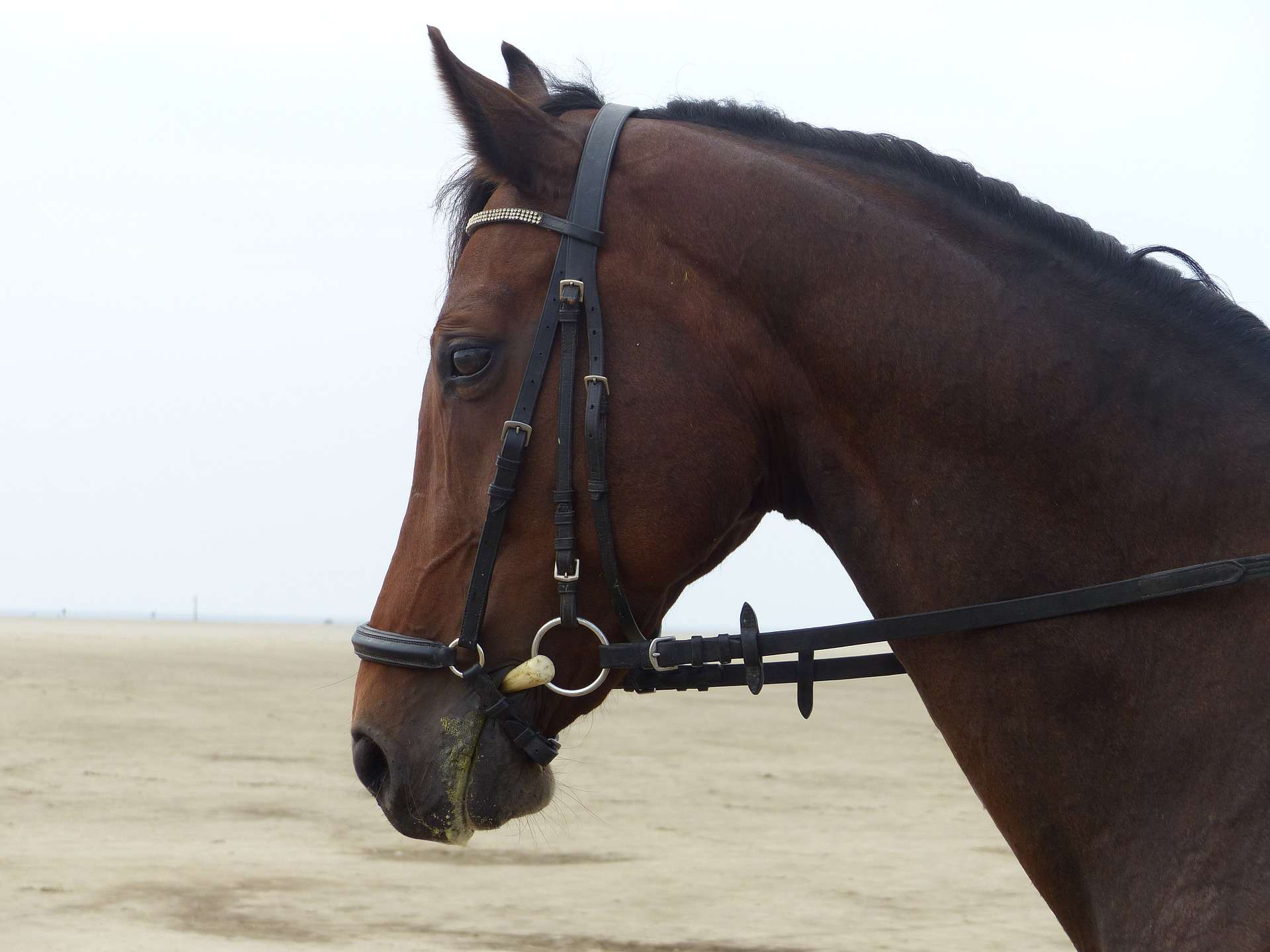 An English bridle on a horse.