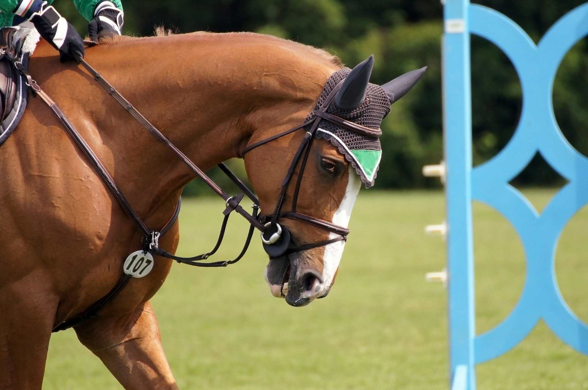 A horse wearing an English bridle and ear covers.