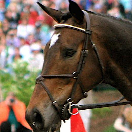 Horse wearing figure eight nose band on bridle.