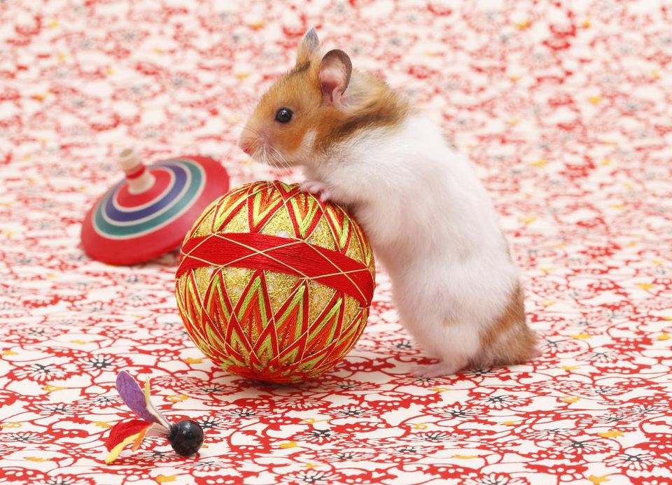 Golden hamster (Mesocricetus auratus) playing with ball, side view