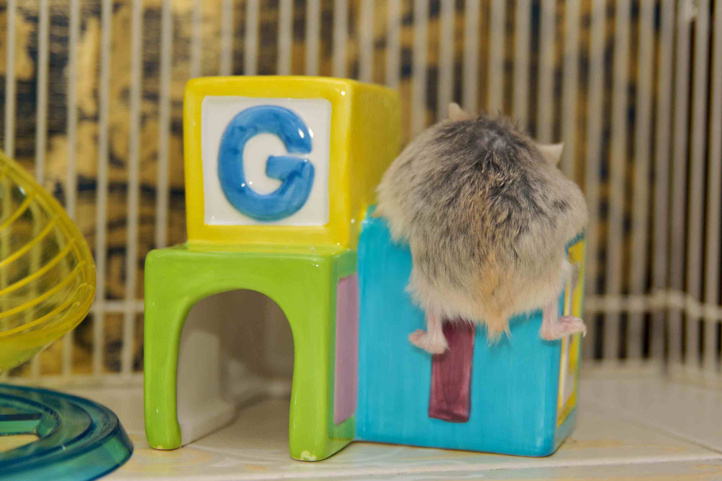 Hamster on a ceramic house