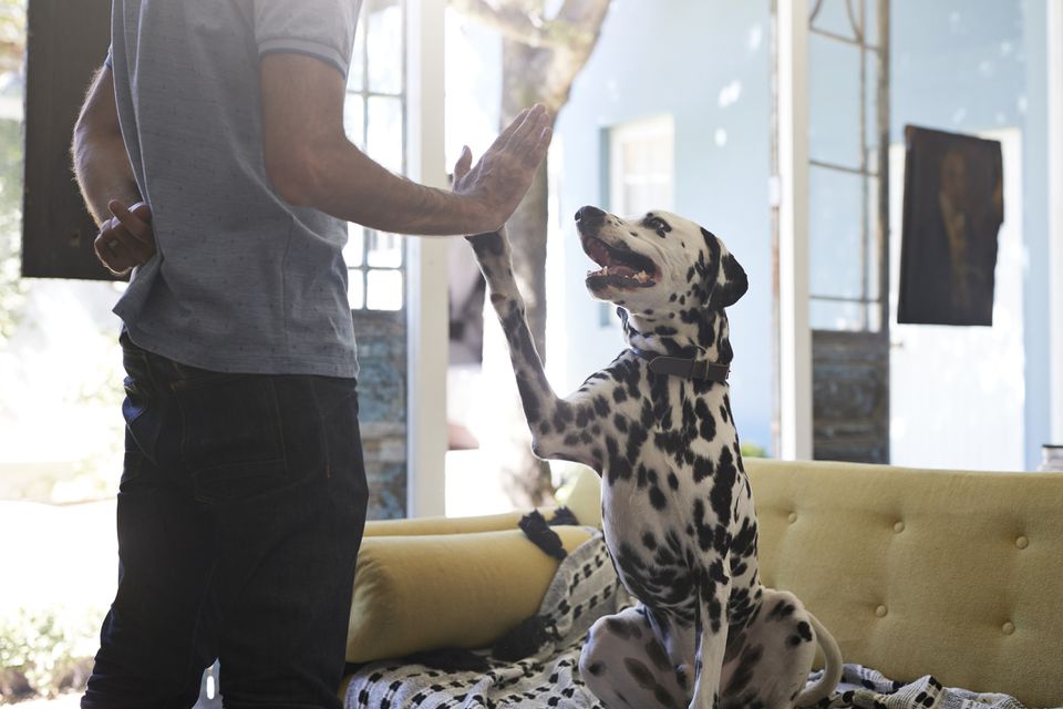 Training dalmatian dog