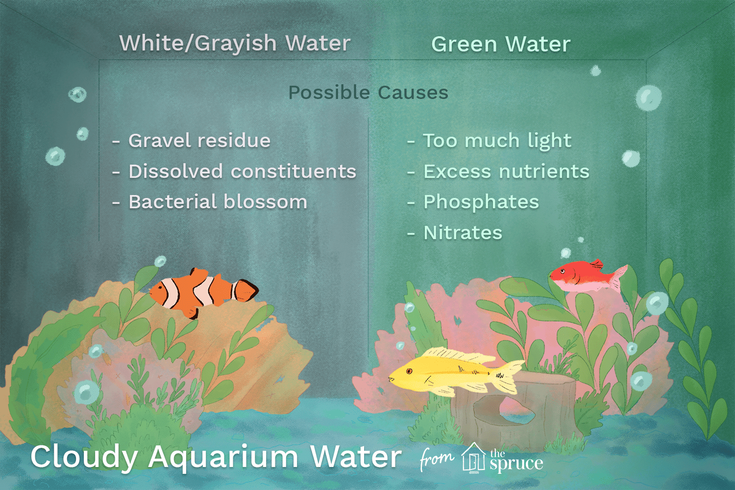 Illustration listing the cause of cloud water in aquarium