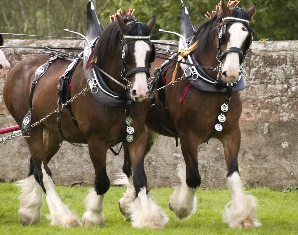 Clydesdale horses in full harnesses