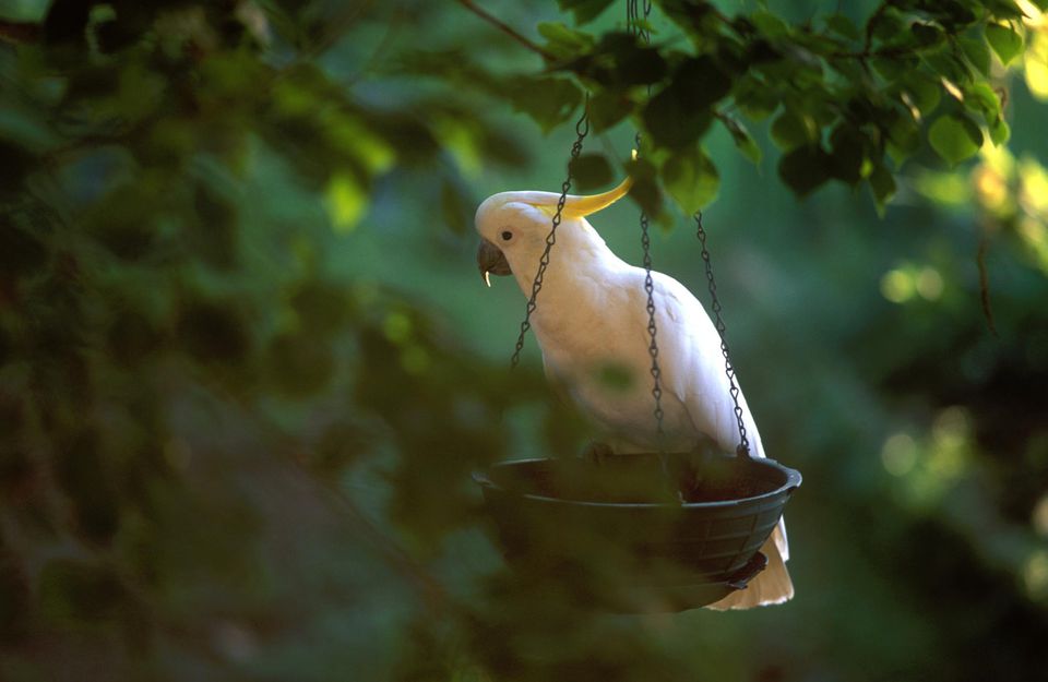 Cockatoo at birdfeeder in tree, side view