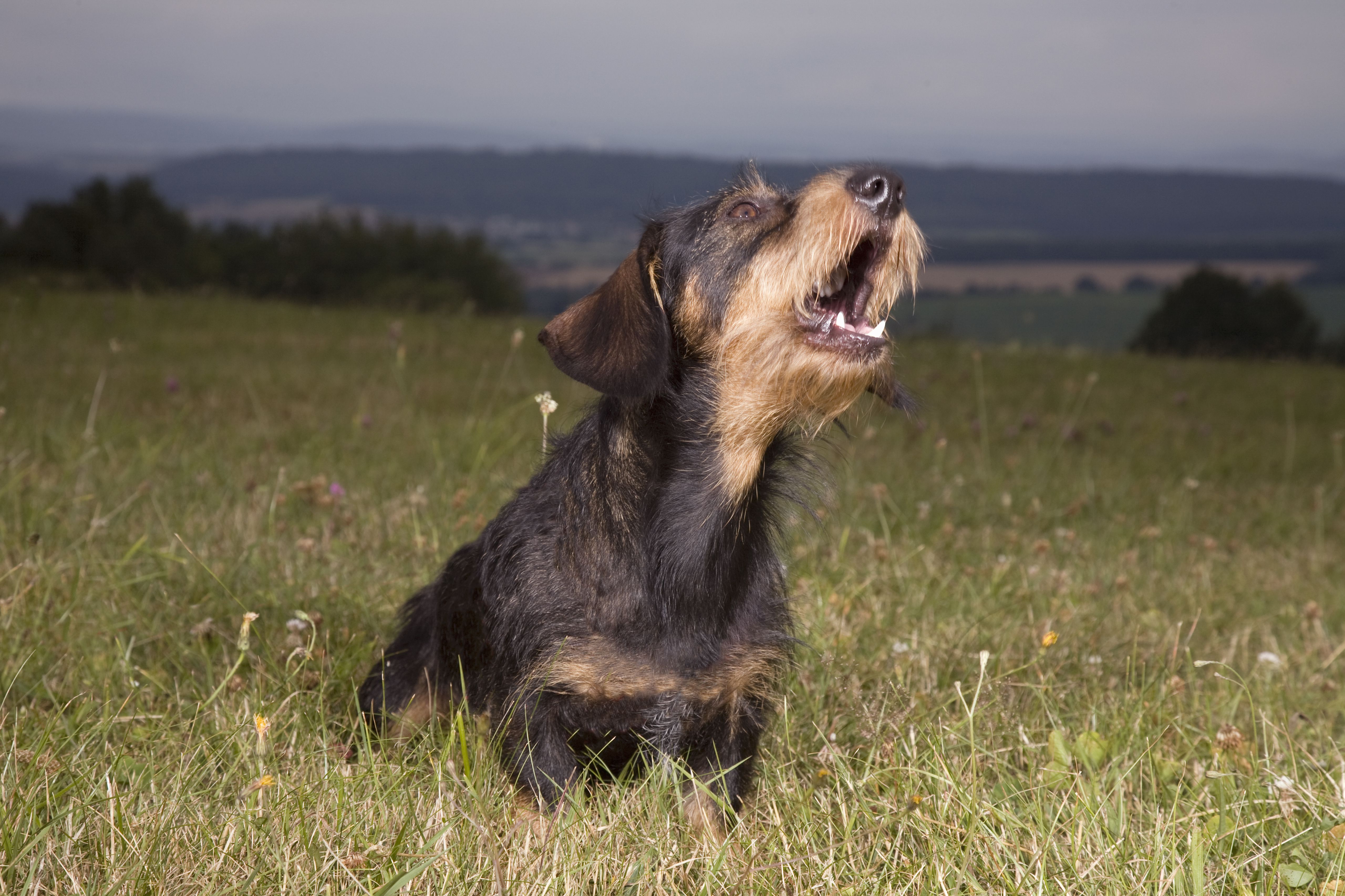 A howling dachshund dog