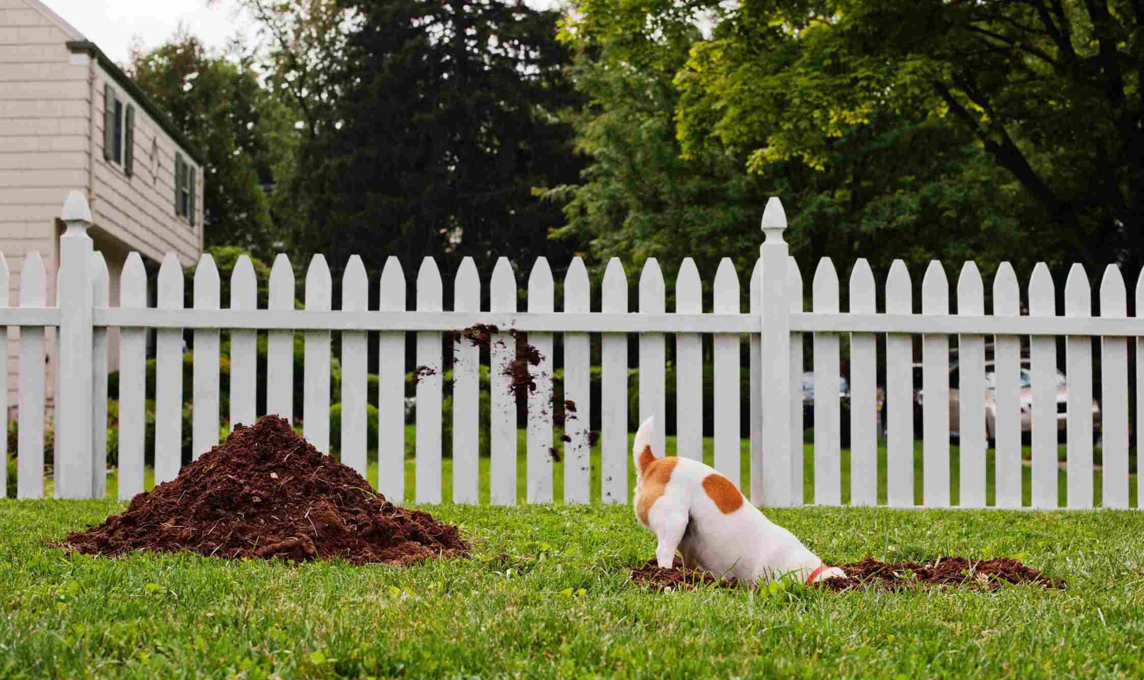 A dog digging a hole in a front yard