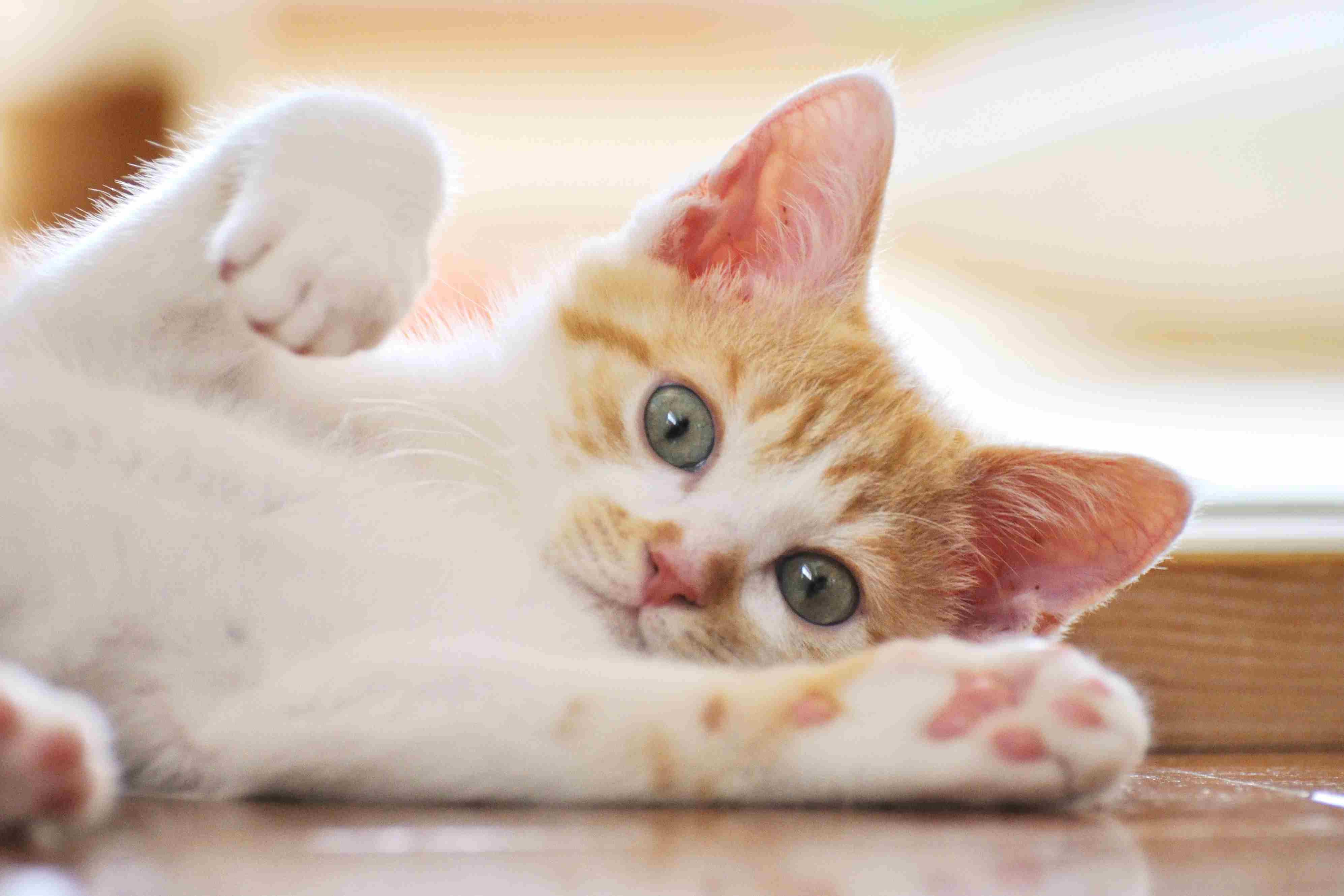 A white and orange kitten