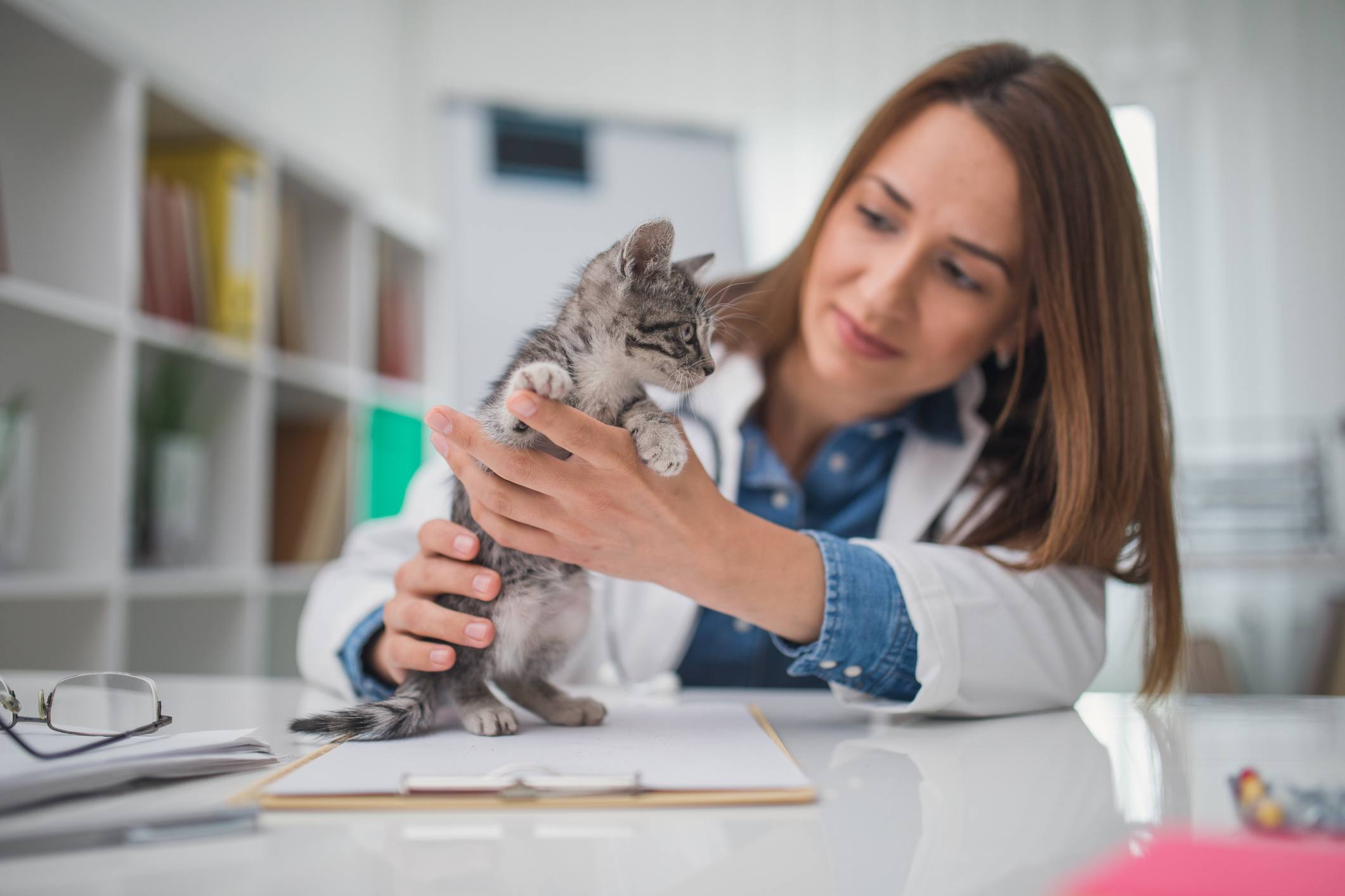 Gray kitten at vet visit