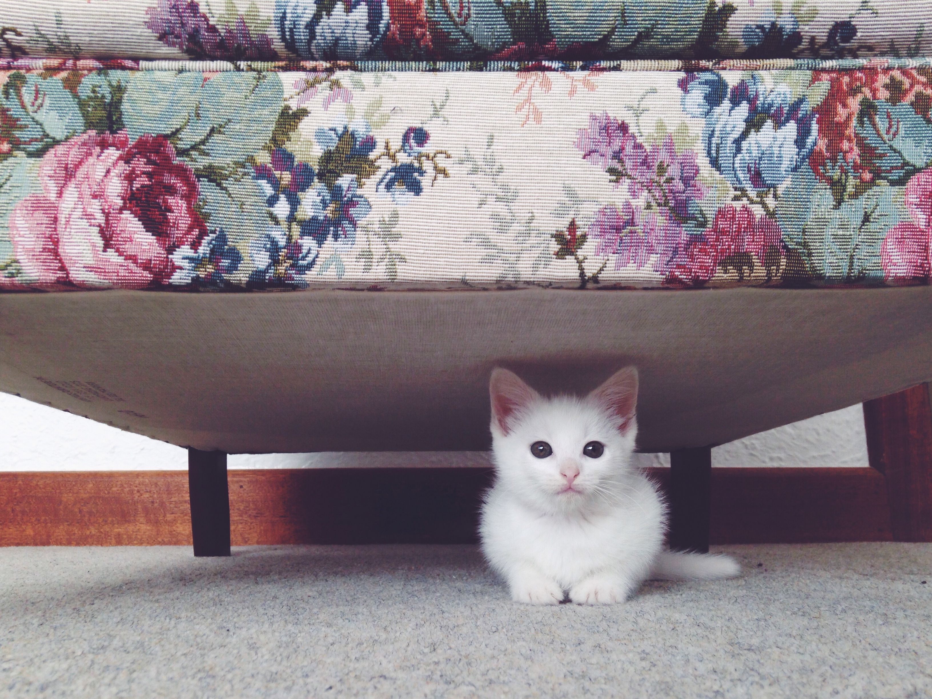 Cute kitten under a bed