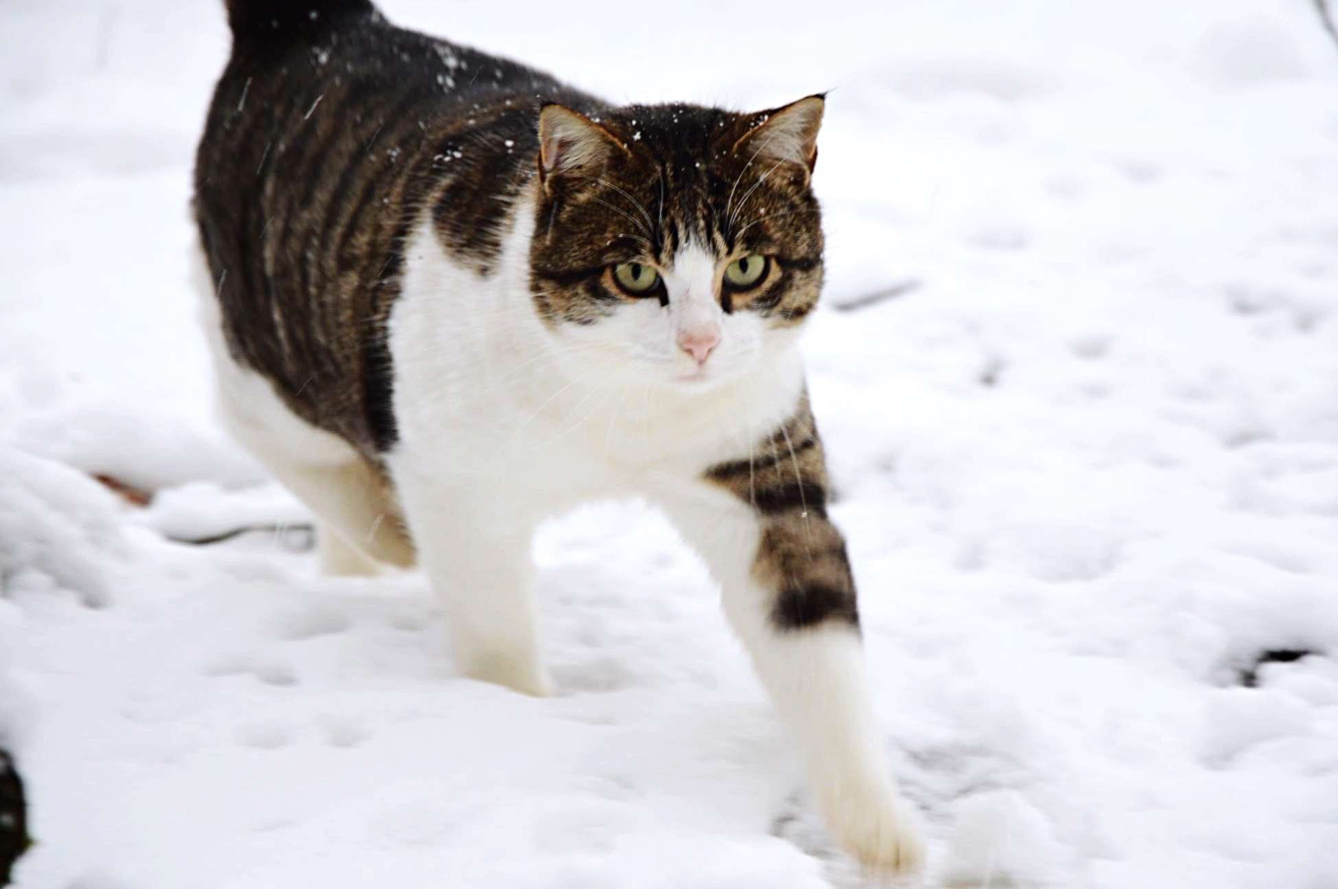 Portrait Of Cat Walking On Snow Covered Field