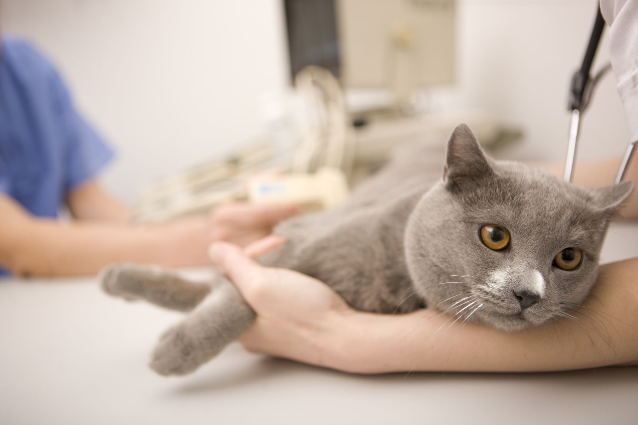 Cat getting a vet exam