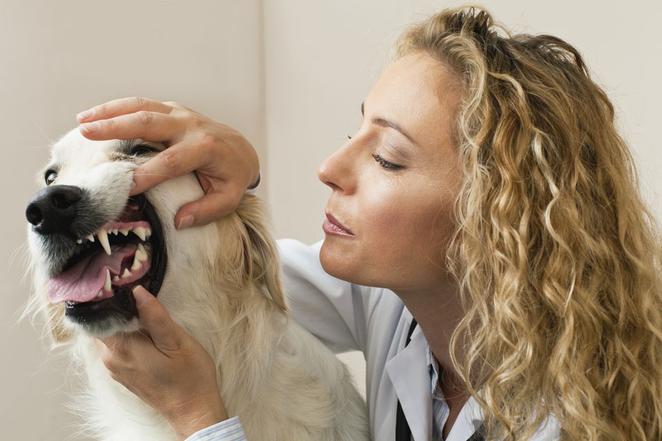 dog teeth problems
