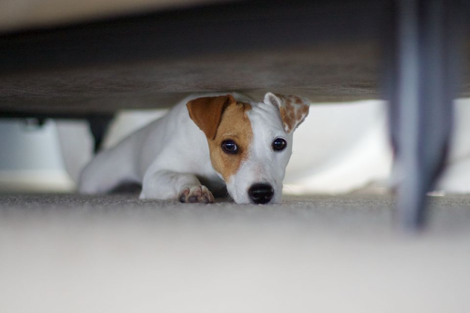 Scared dog hiding under bed