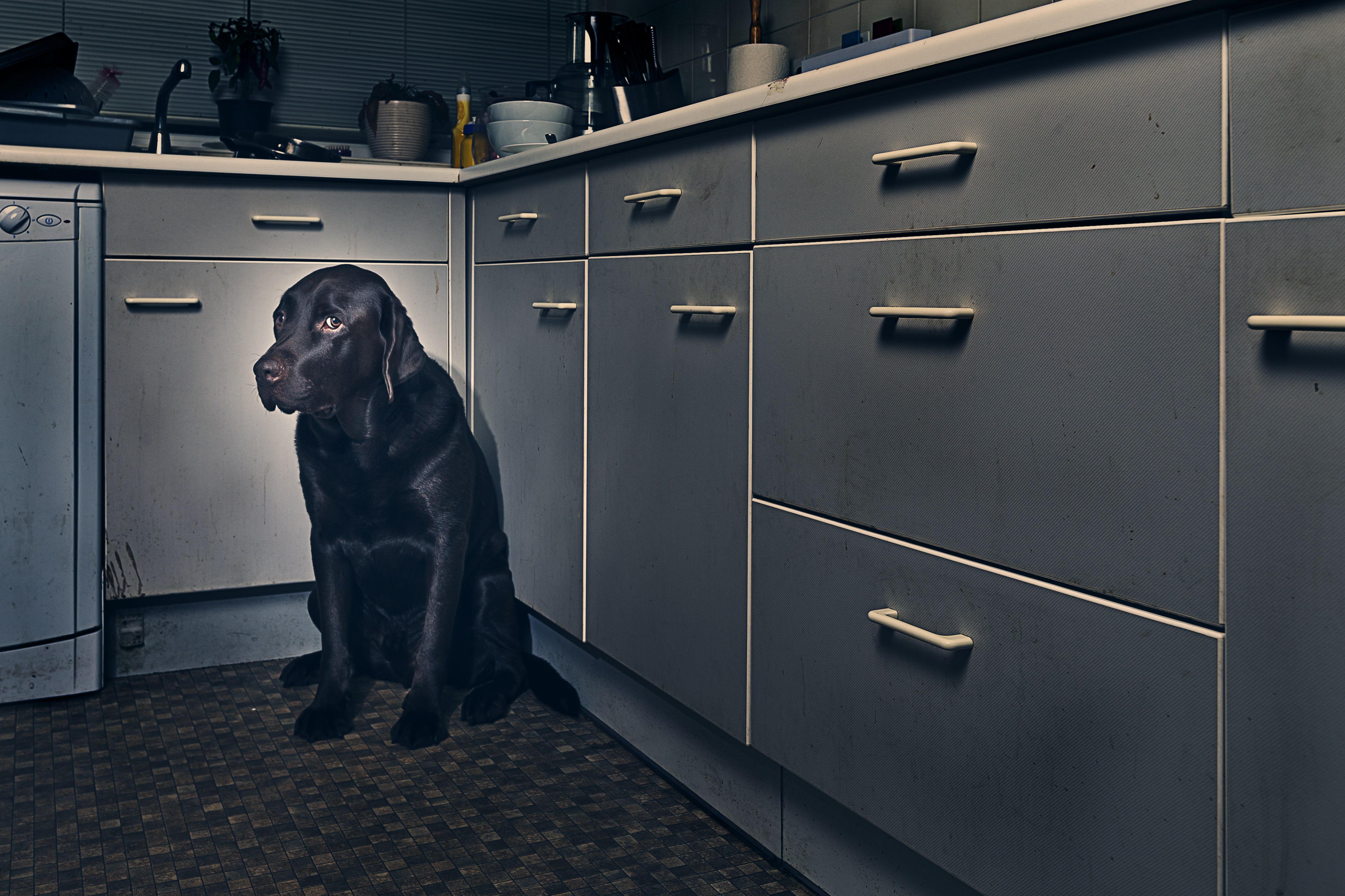 Frightened dog in a kitchen