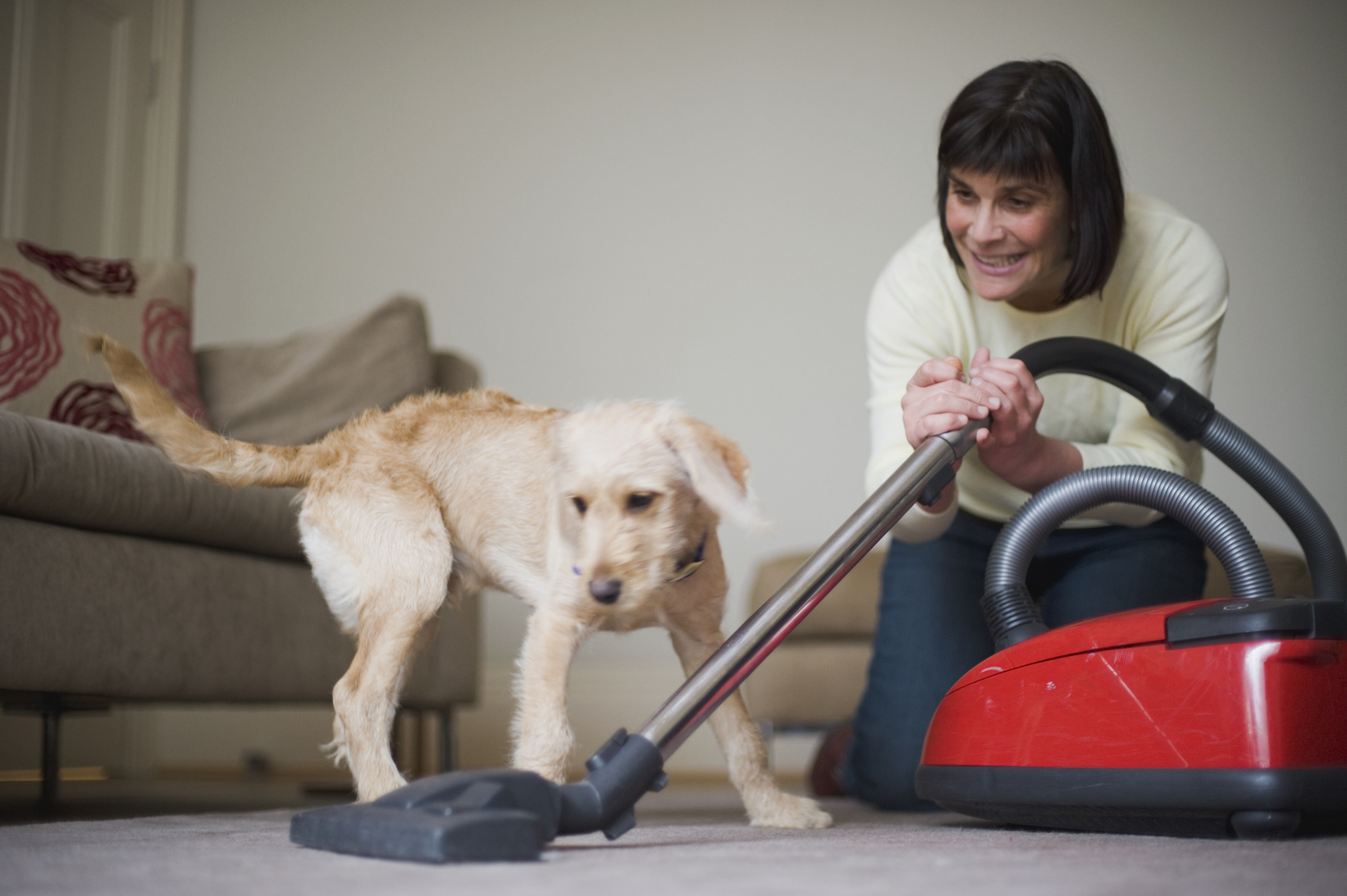 Woman showing a dog to noisy vacuum cleaner