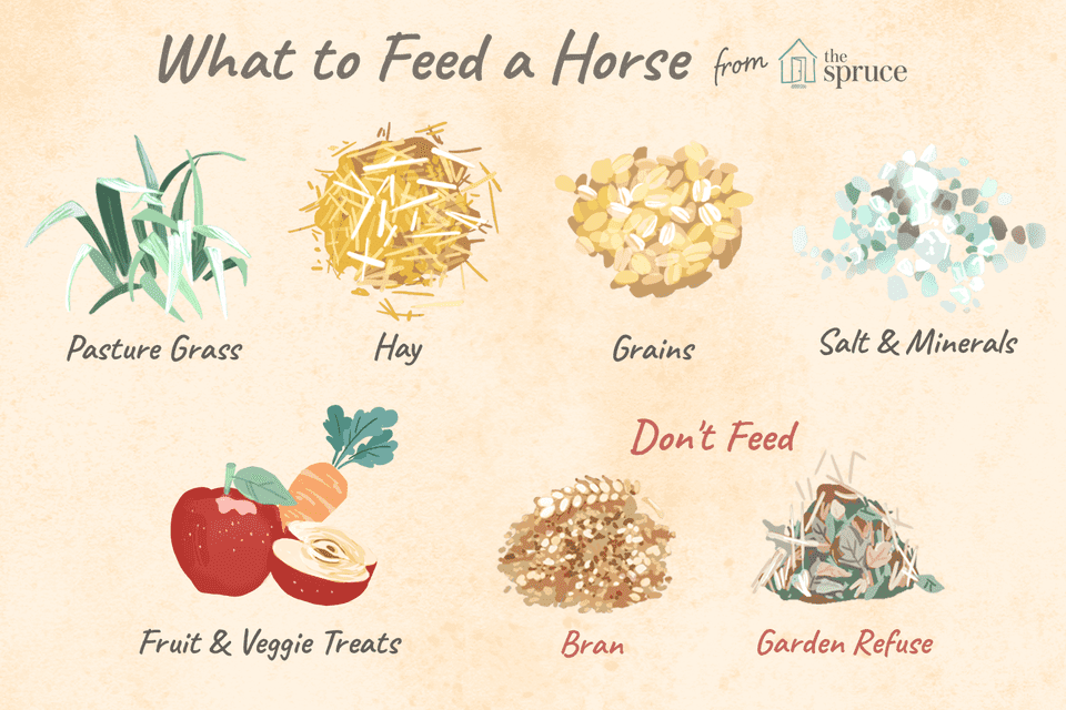 What to feed a horse