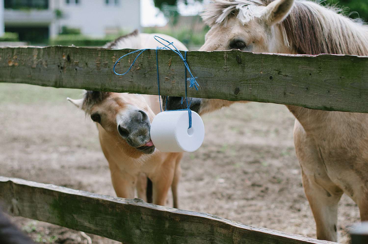 Ponies licking a round salt lick tied to a fence