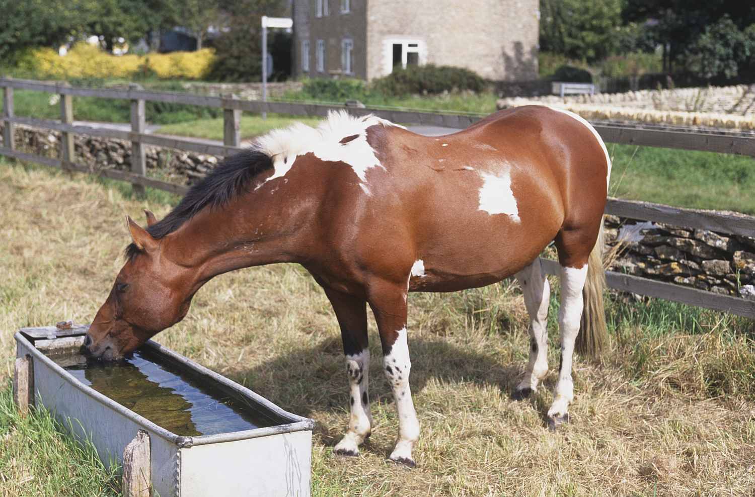 Horse drinking from a water trough