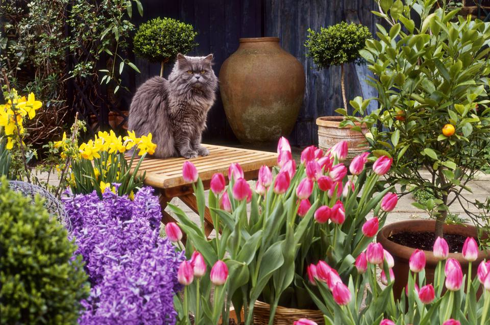 Spring flower display surrounding cat on table