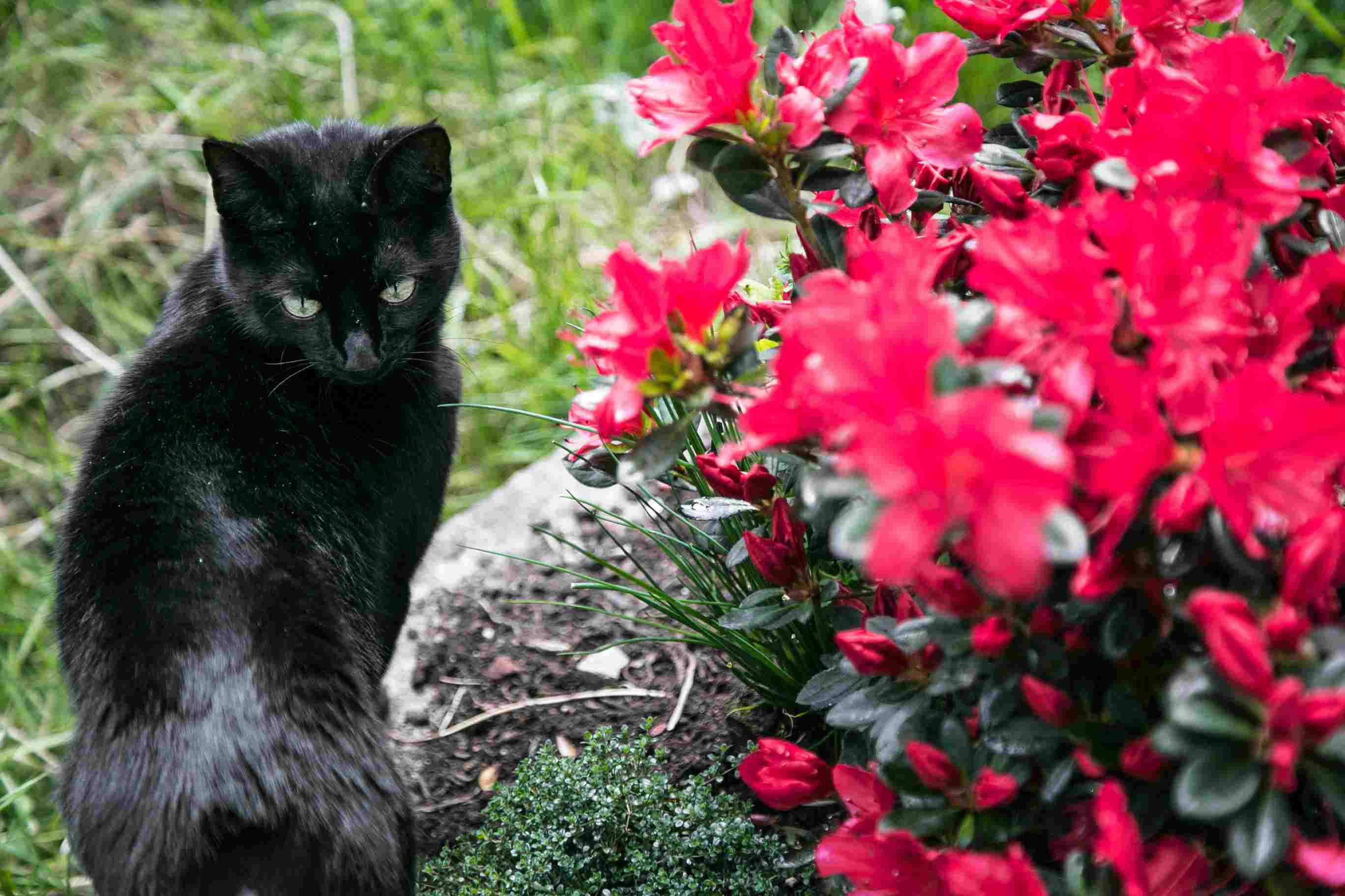 Close-Up Of Black Cat In Garden
