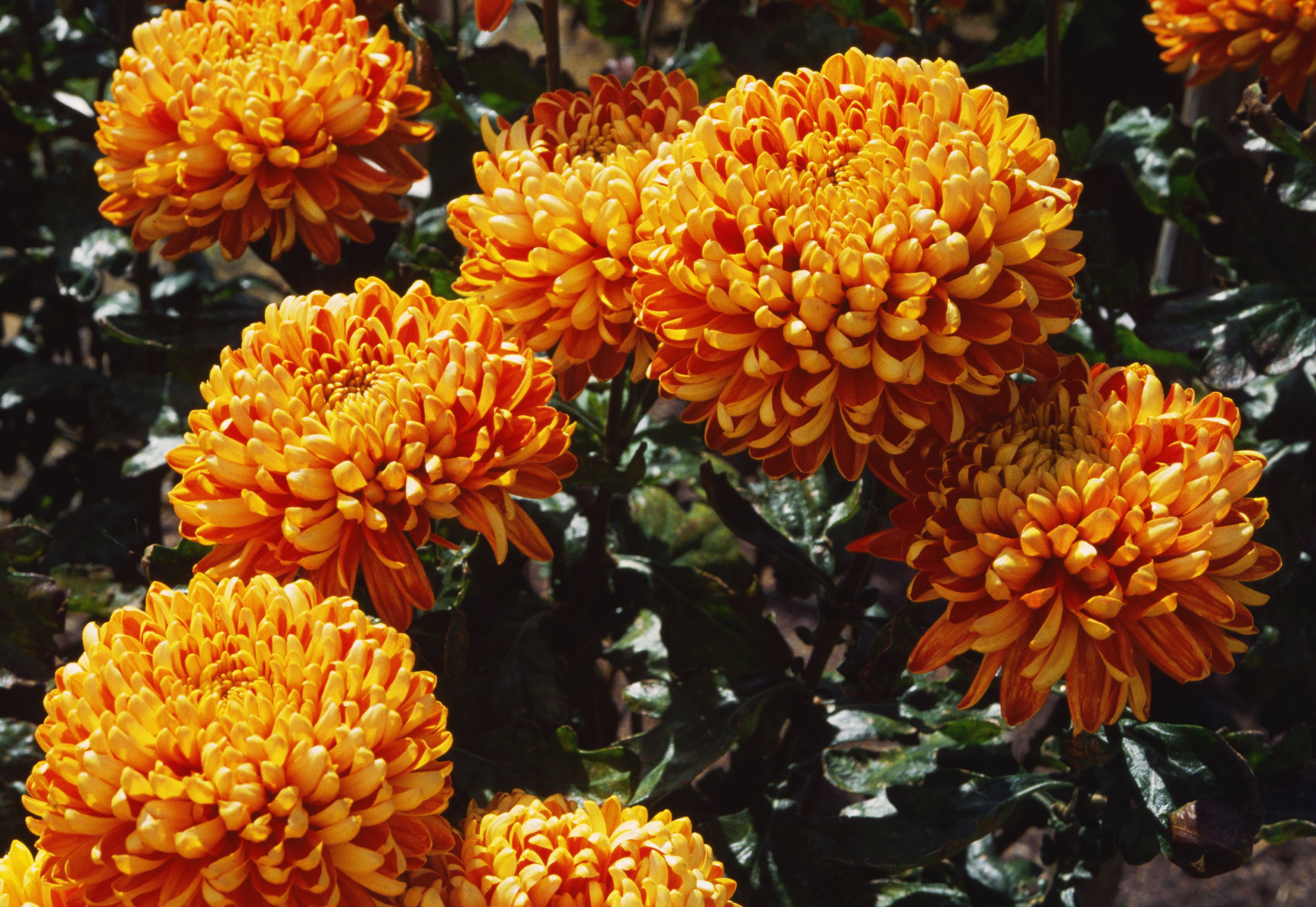 'Autumn Days' Chrysanthemums