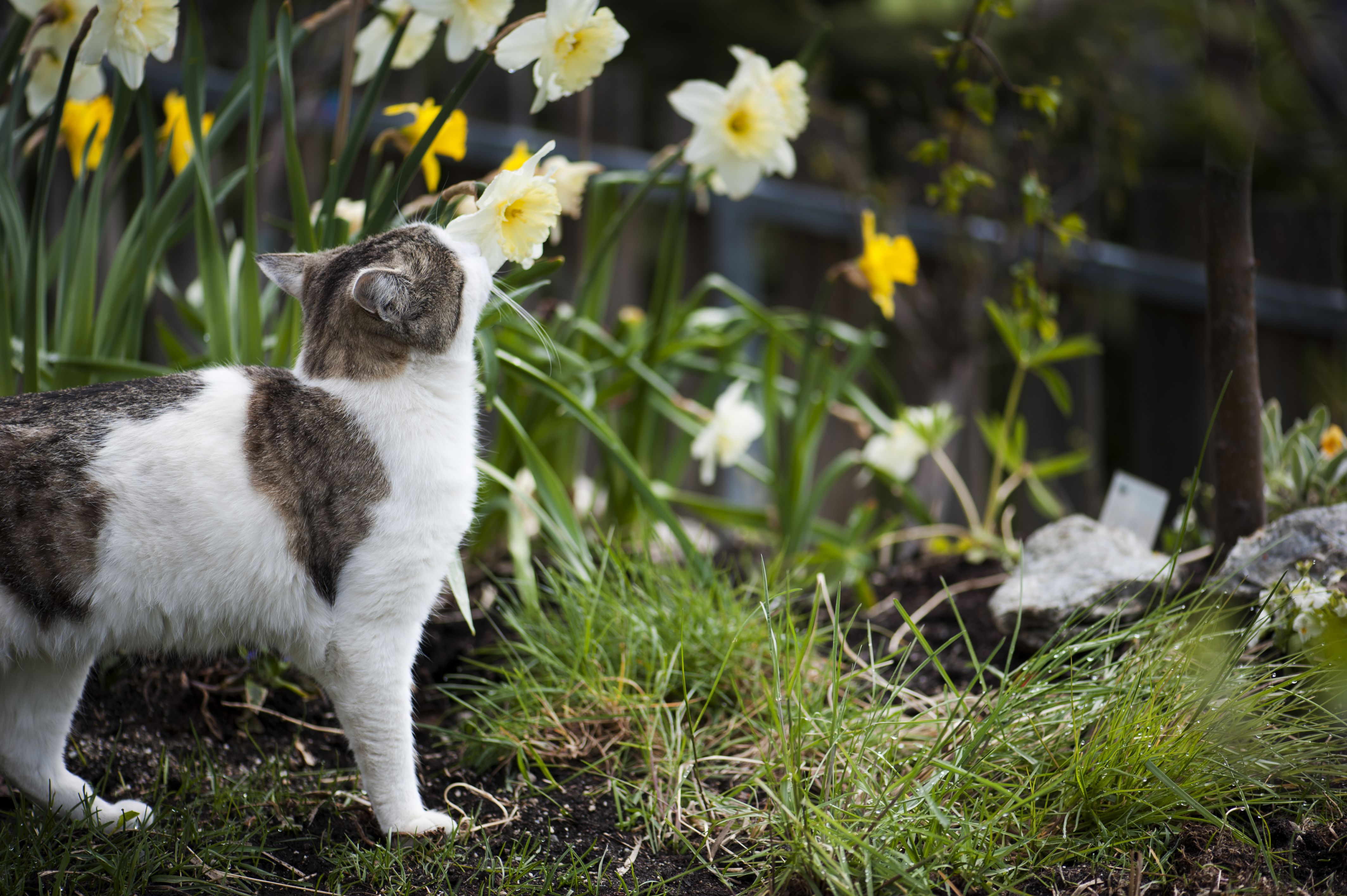 Cat checking daffodils