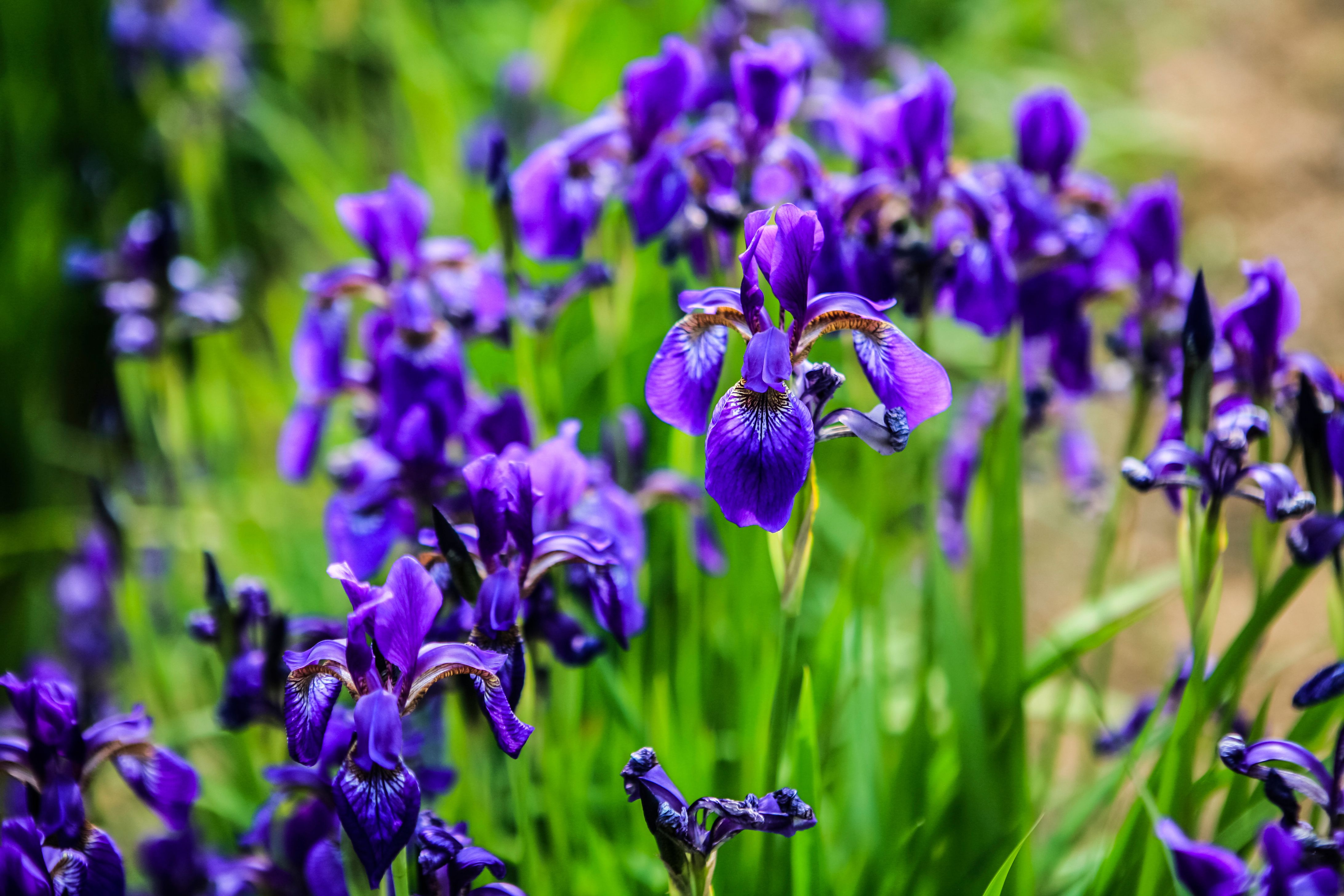 Close-Up Of Purple Irises Blooming Outdoors