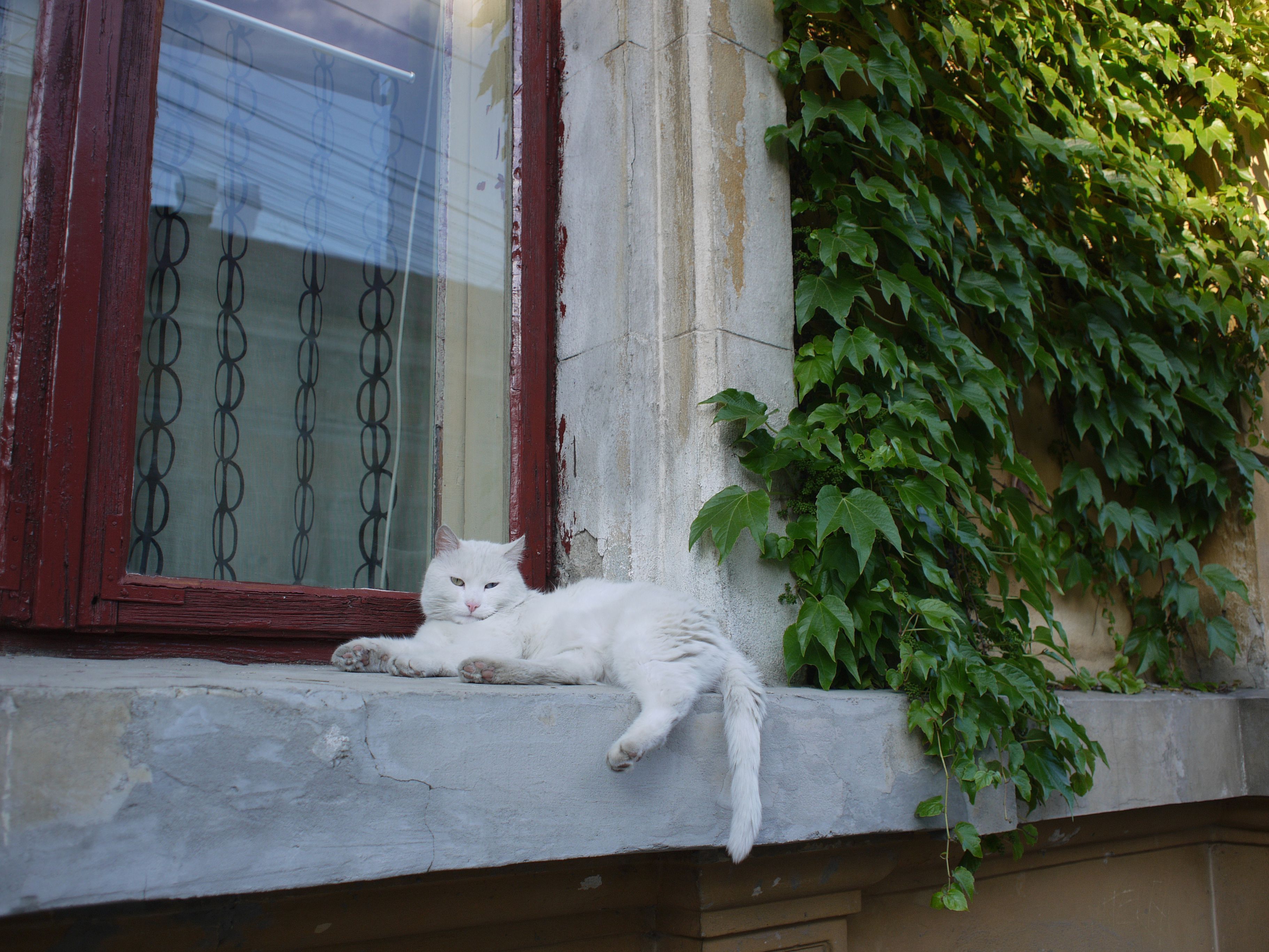 White cat lounging on a window sill
