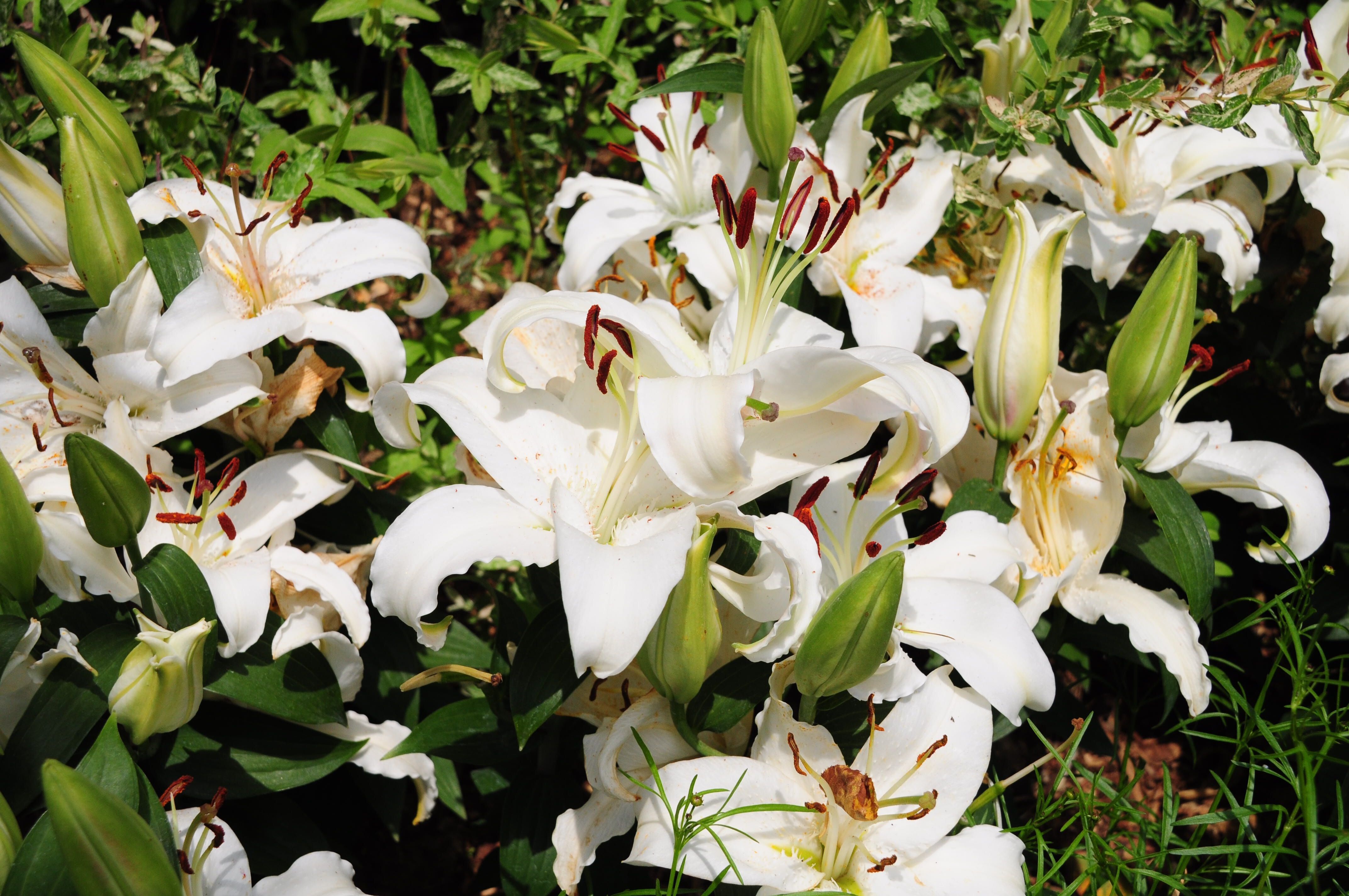White Lily Flowers In Park