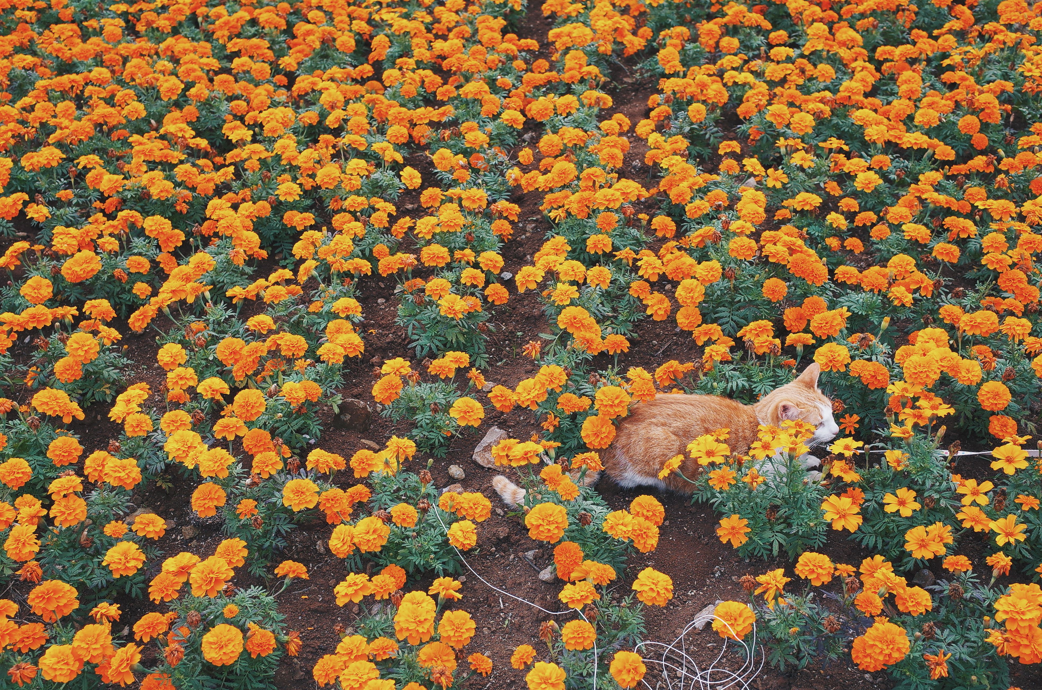 High Angle View Of Cat On Marigold Field