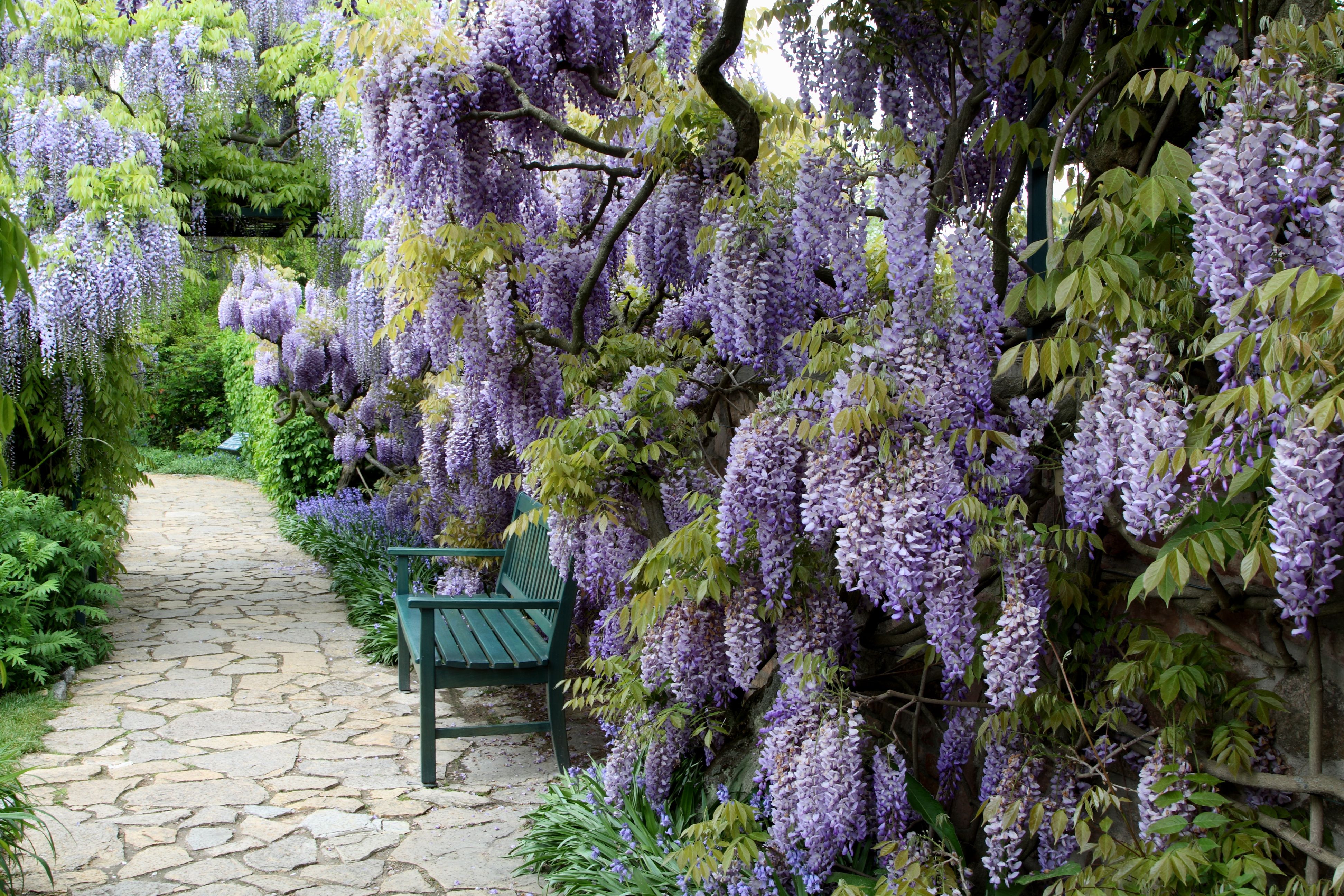 Japanese wisteria alongside garden path and bench